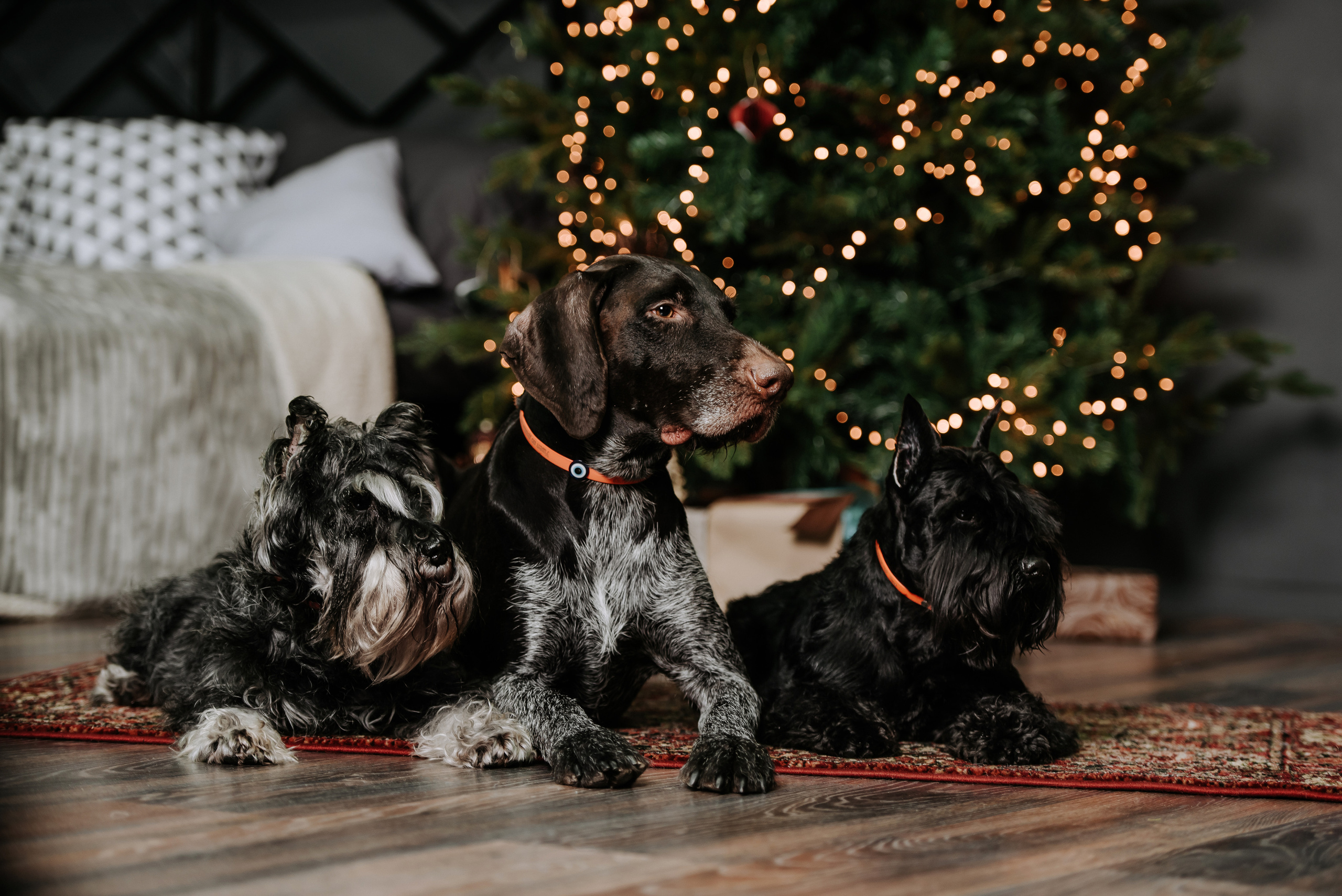 Семейная фотосессия на Новый Год. Фотограф Диана Оленина Красноярск / Братск