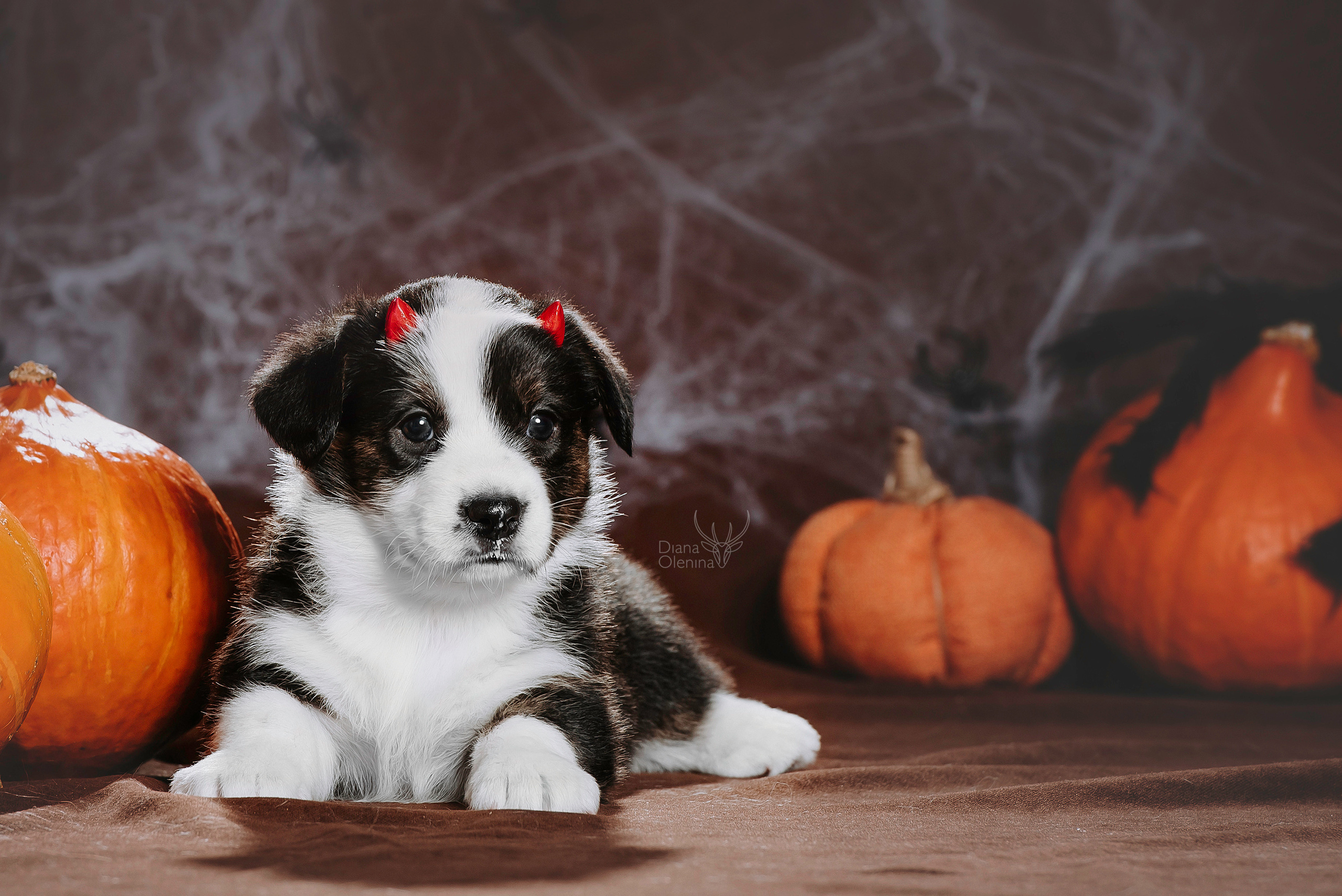 Фотосессия щенков Корги Кардиган. Фотограф Диана Оленина Красноярск / Братск
