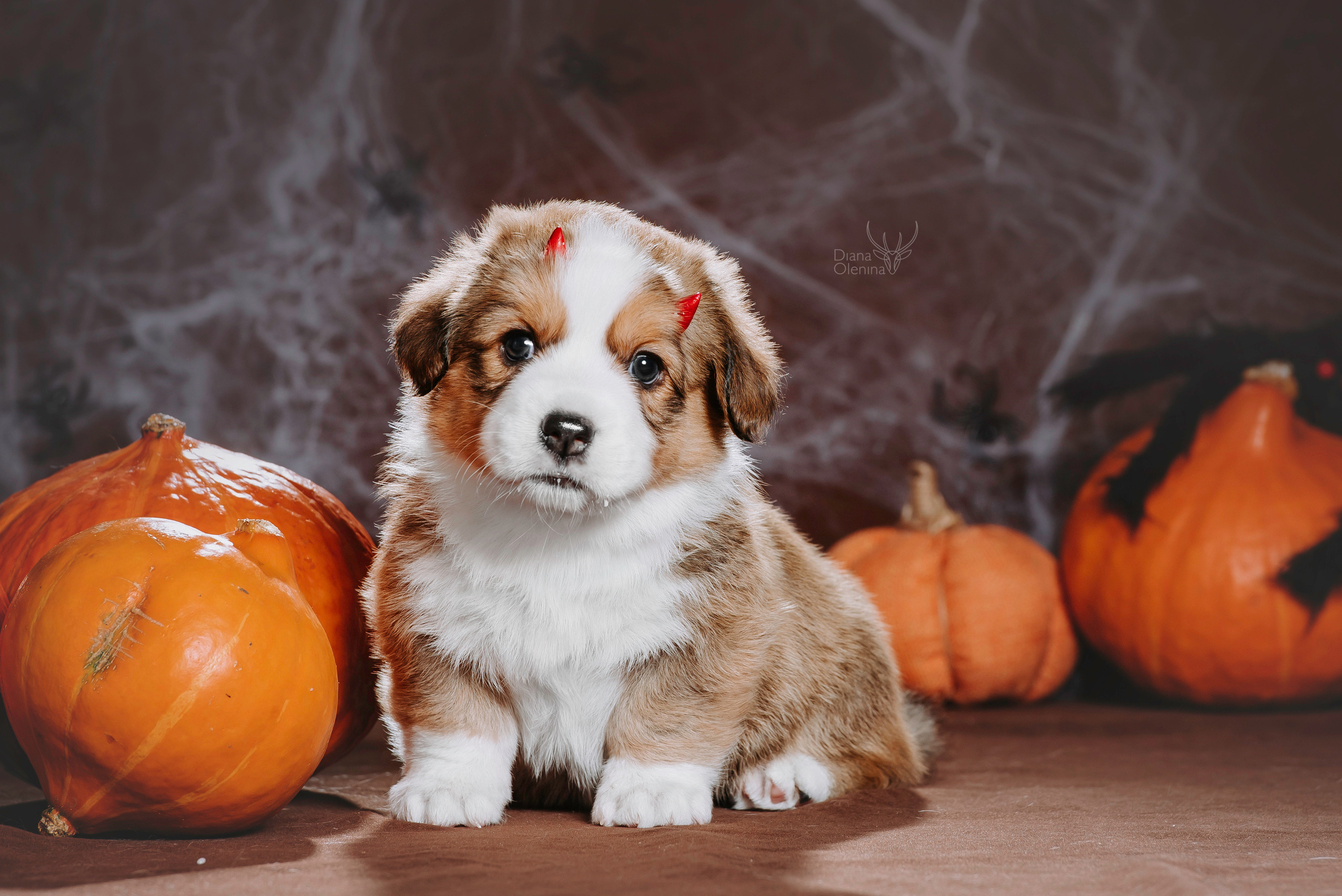 Фотосессия щенков Корги Кардиган. Фотограф Диана Оленина Красноярск / Братск