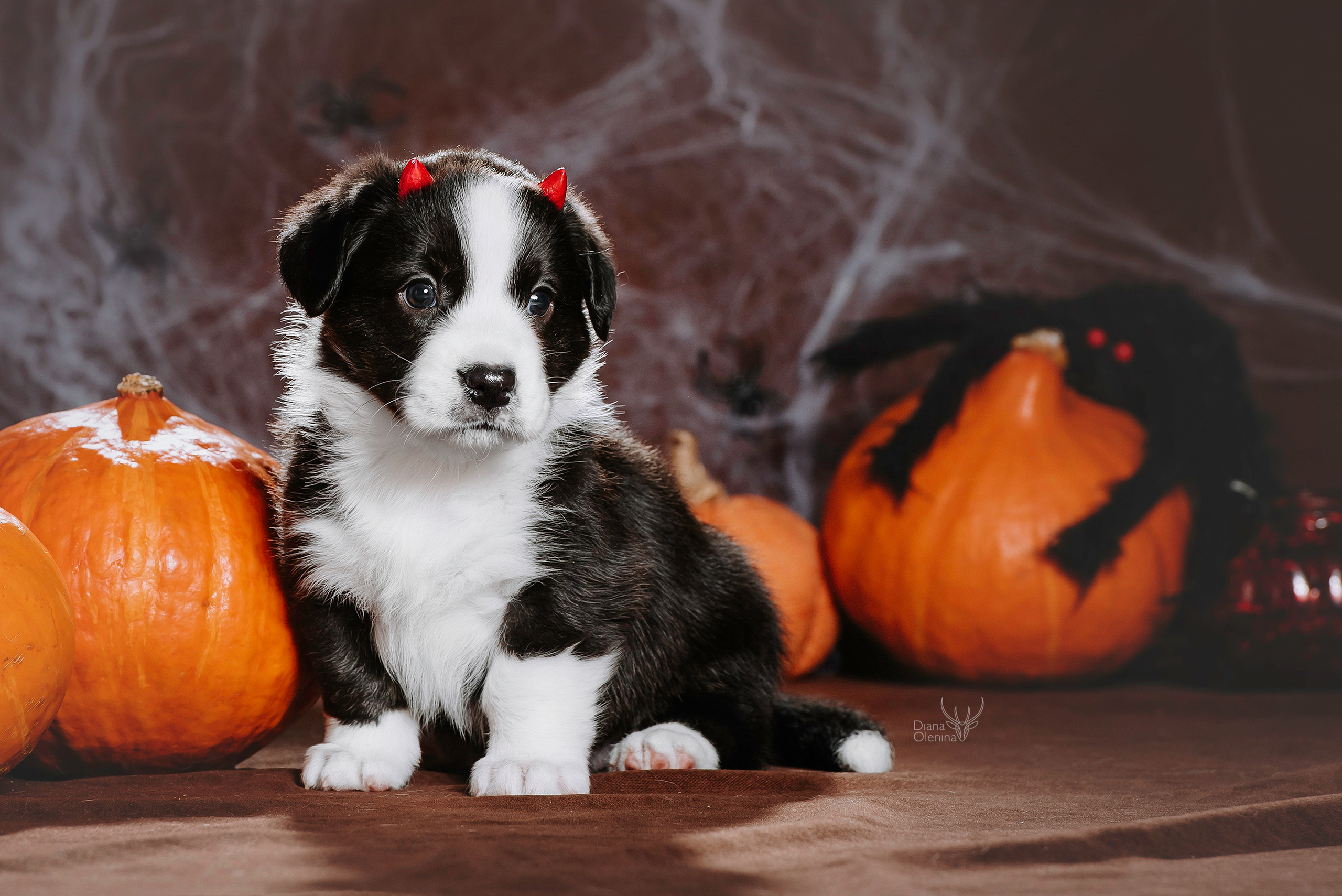 Фотосессия щенков Корги Кардиган. Фотограф Диана Оленина Красноярск / Братск