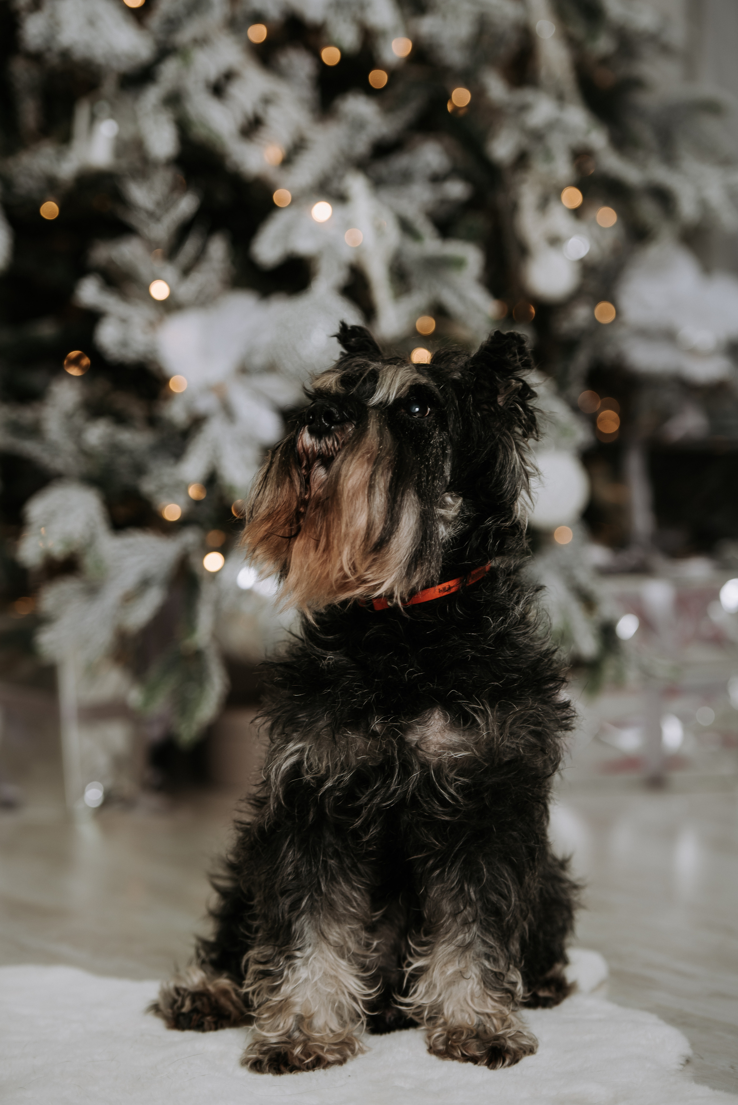 Семейная фотосессия на Новый Год. Фотограф Диана Оленина Красноярск / Братск