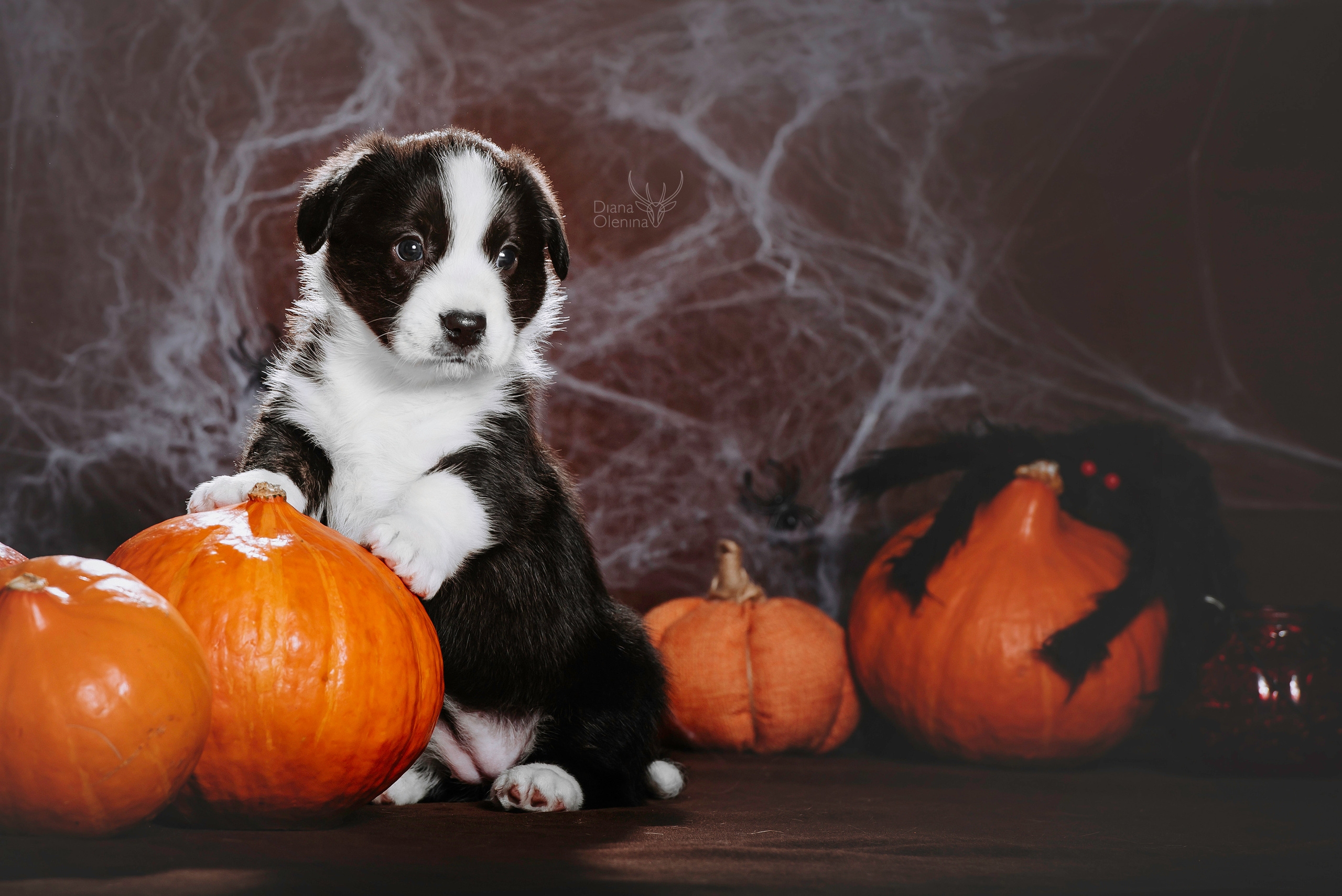 Фотосессия щенков Корги Кардиган. Фотограф Диана Оленина Красноярск / Братск