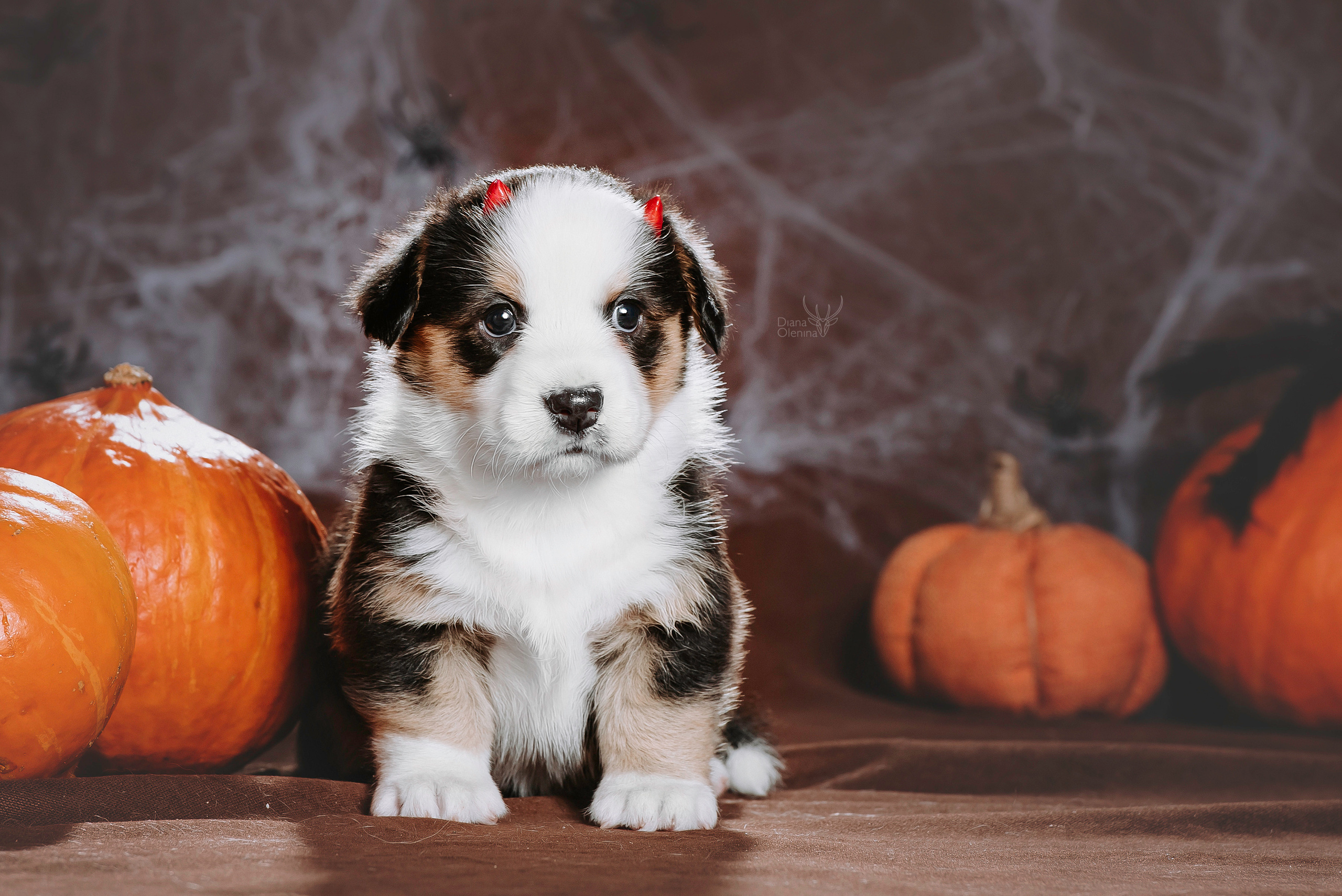 Фотосессия щенков Корги Кардиган. Фотограф Диана Оленина Красноярск / Братск