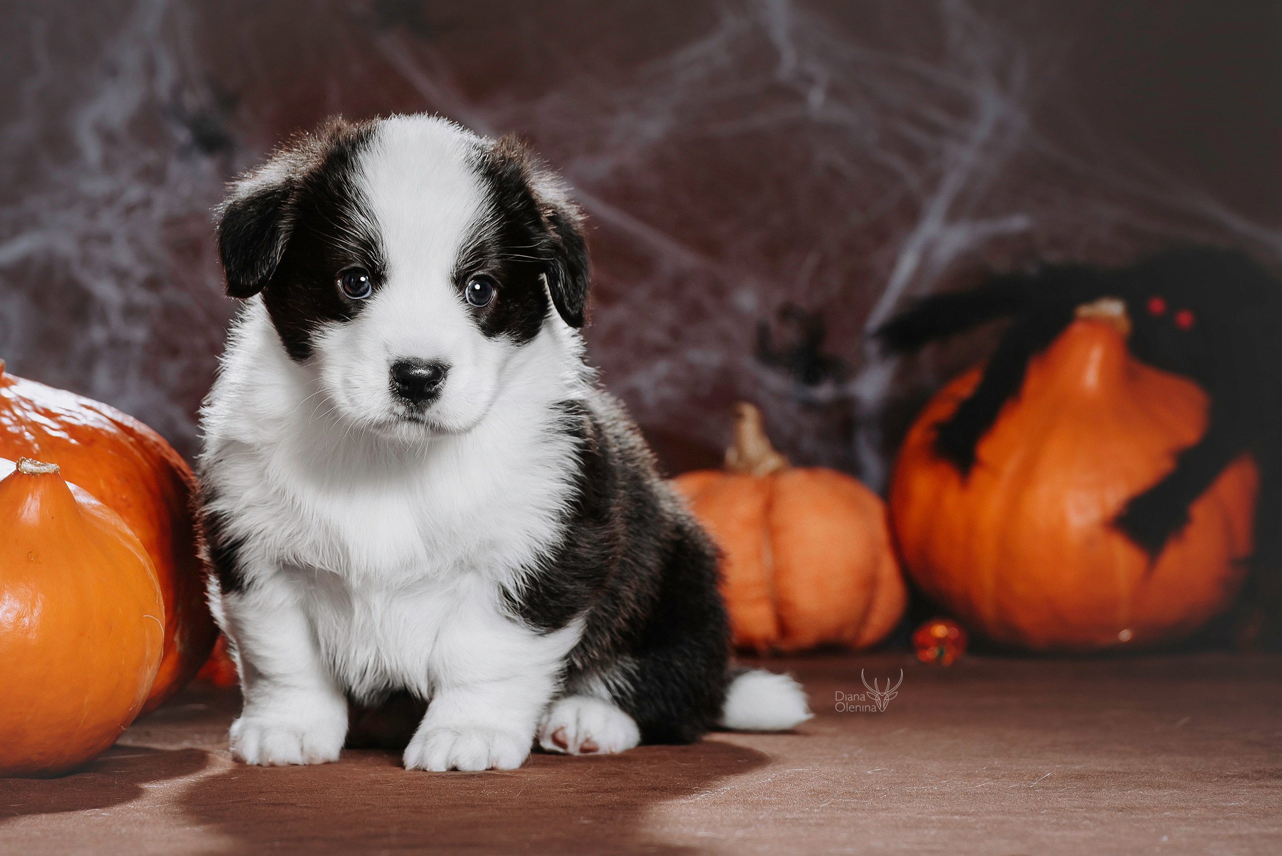 Фотосессия щенков Корги Кардиган. Фотограф Диана Оленина Красноярск / Братск