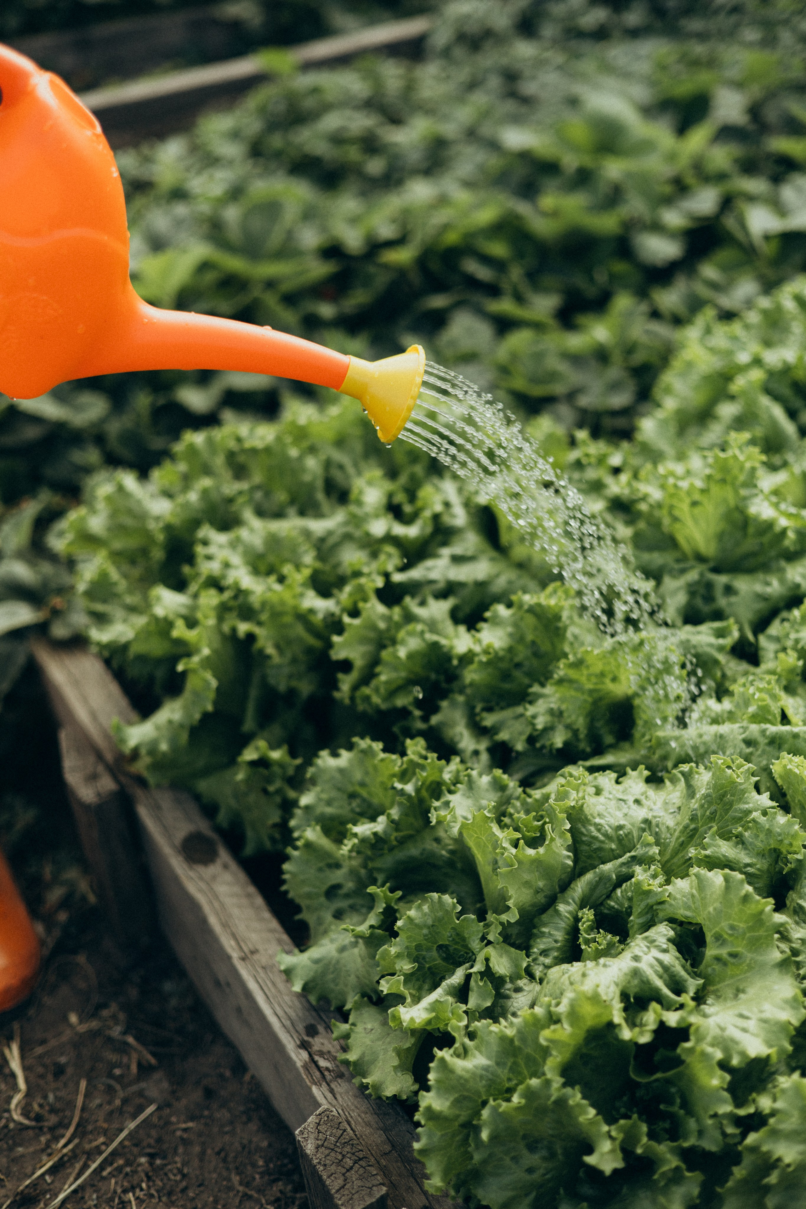 Хорошо в деревне летом…♡. Фотограф в г. Чита