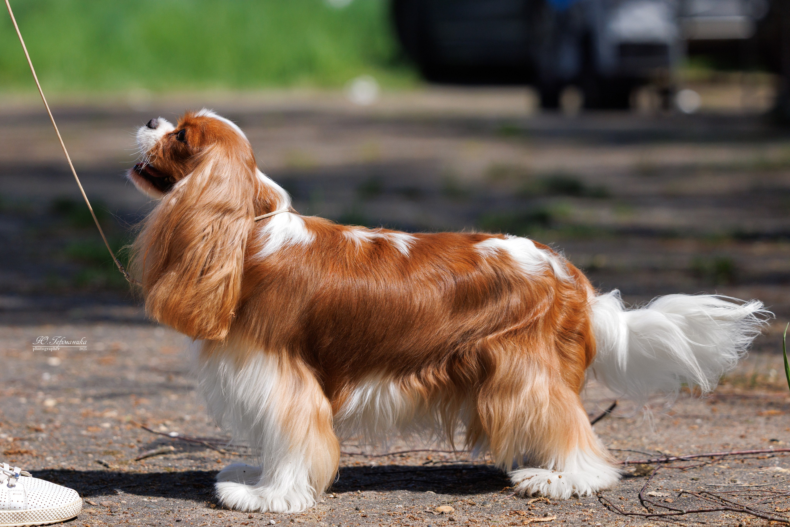 Тверь 24.05.2025. Фотограф-анималист Юлия Германика
