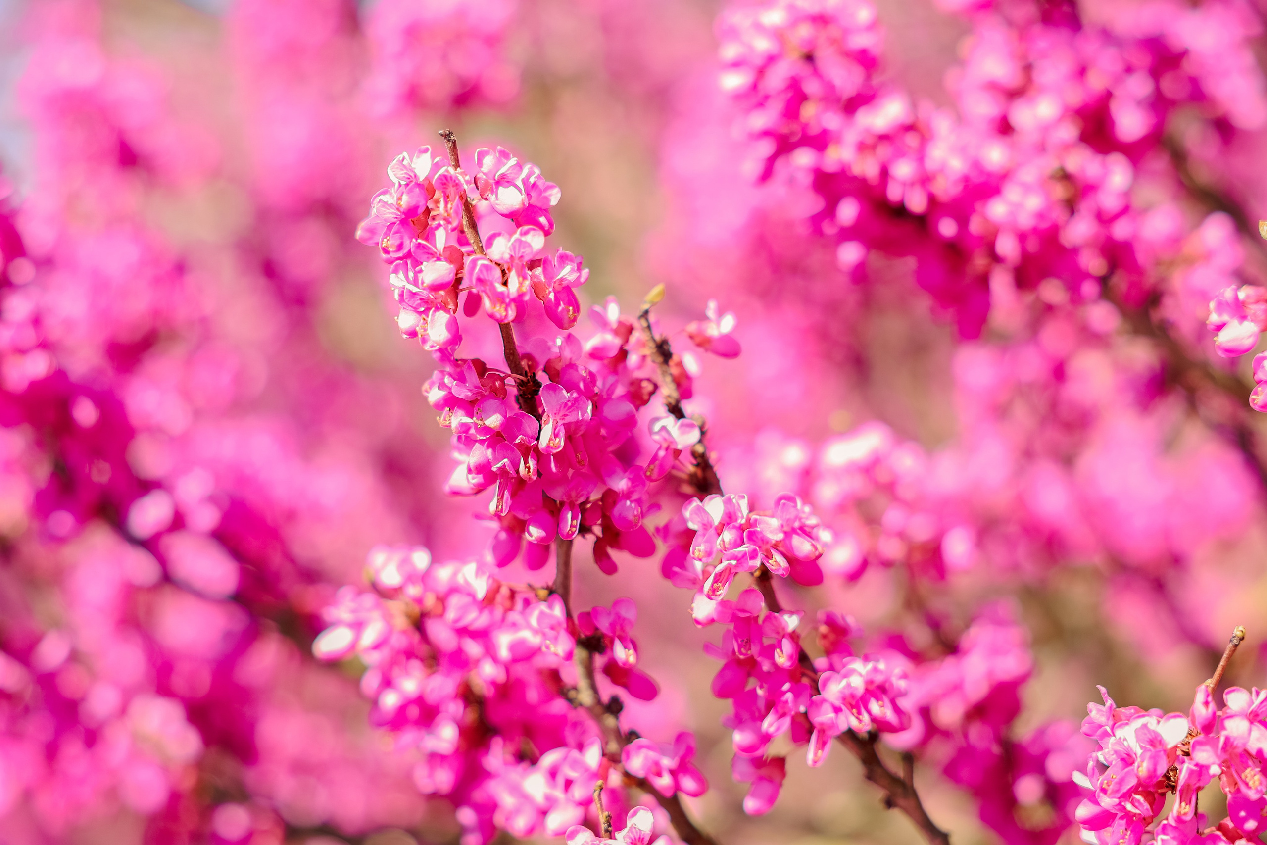 Фотосессия в цветении. Фотограф в Казани Ольга Яшина