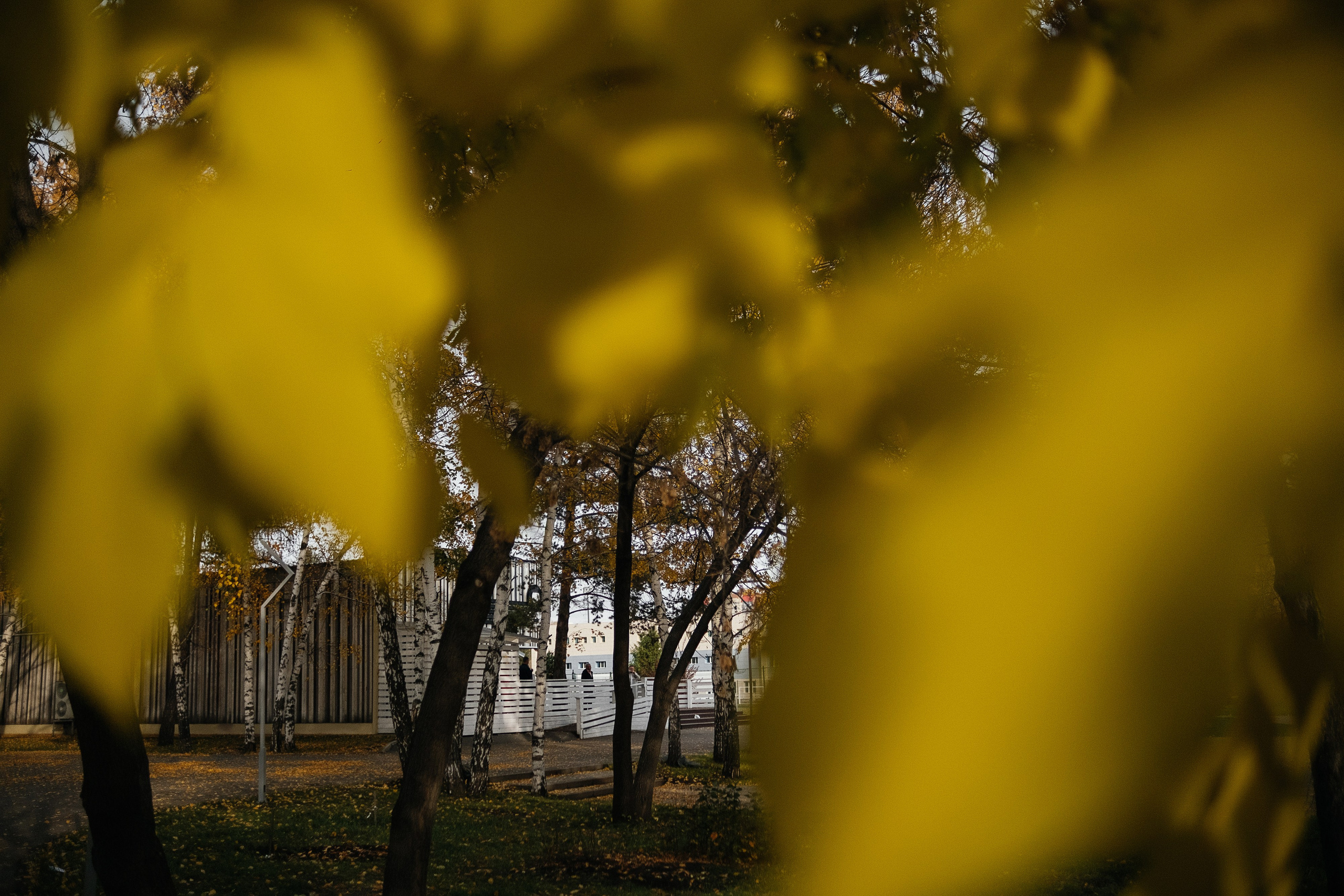 Теплый октябрь. Свадебный и семейный фотограф Барнаул Рубцовск Бийск Алтайский край