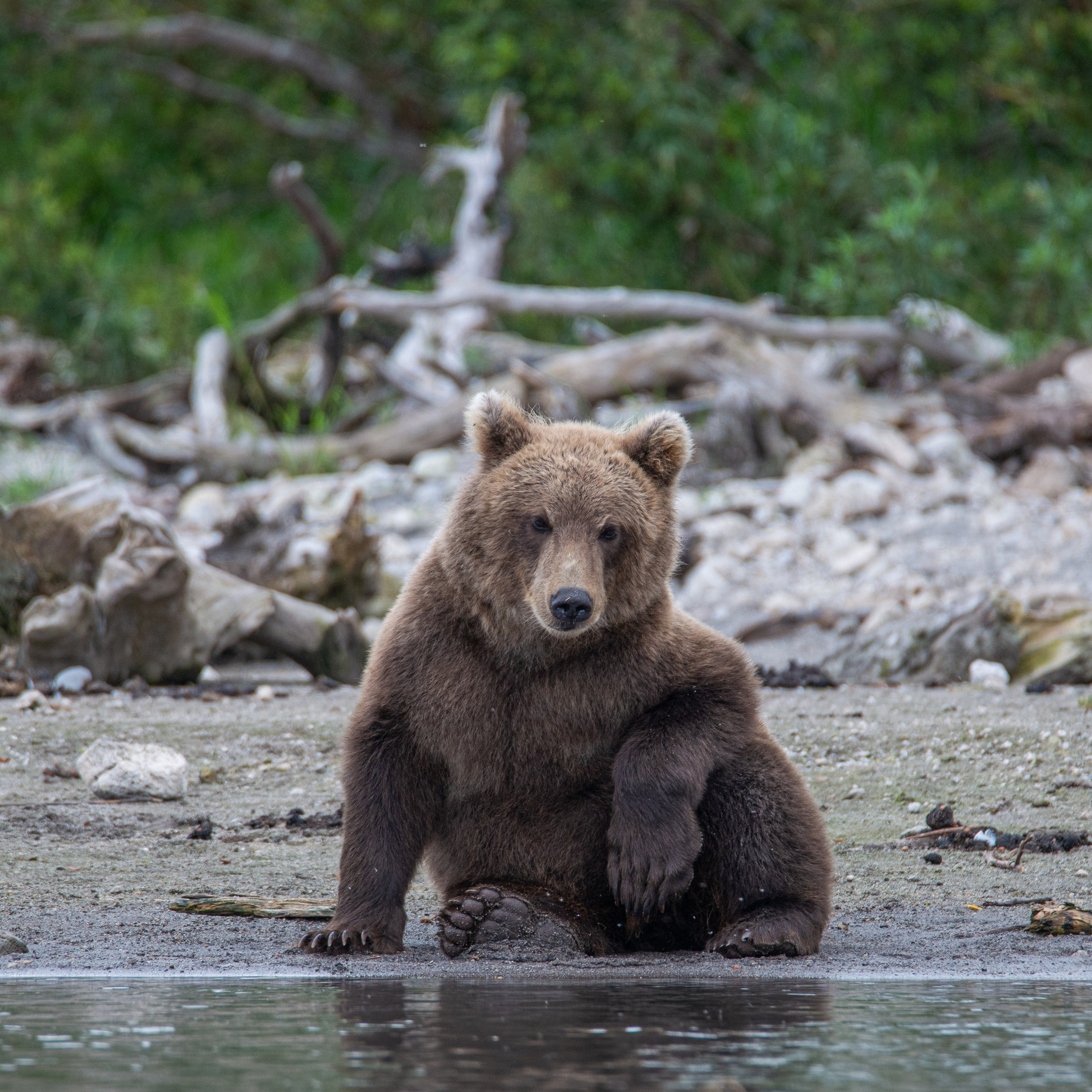 Камчатка — земля медведей. Игорь Иванко — Репортажный и событийный фотограф. Москва