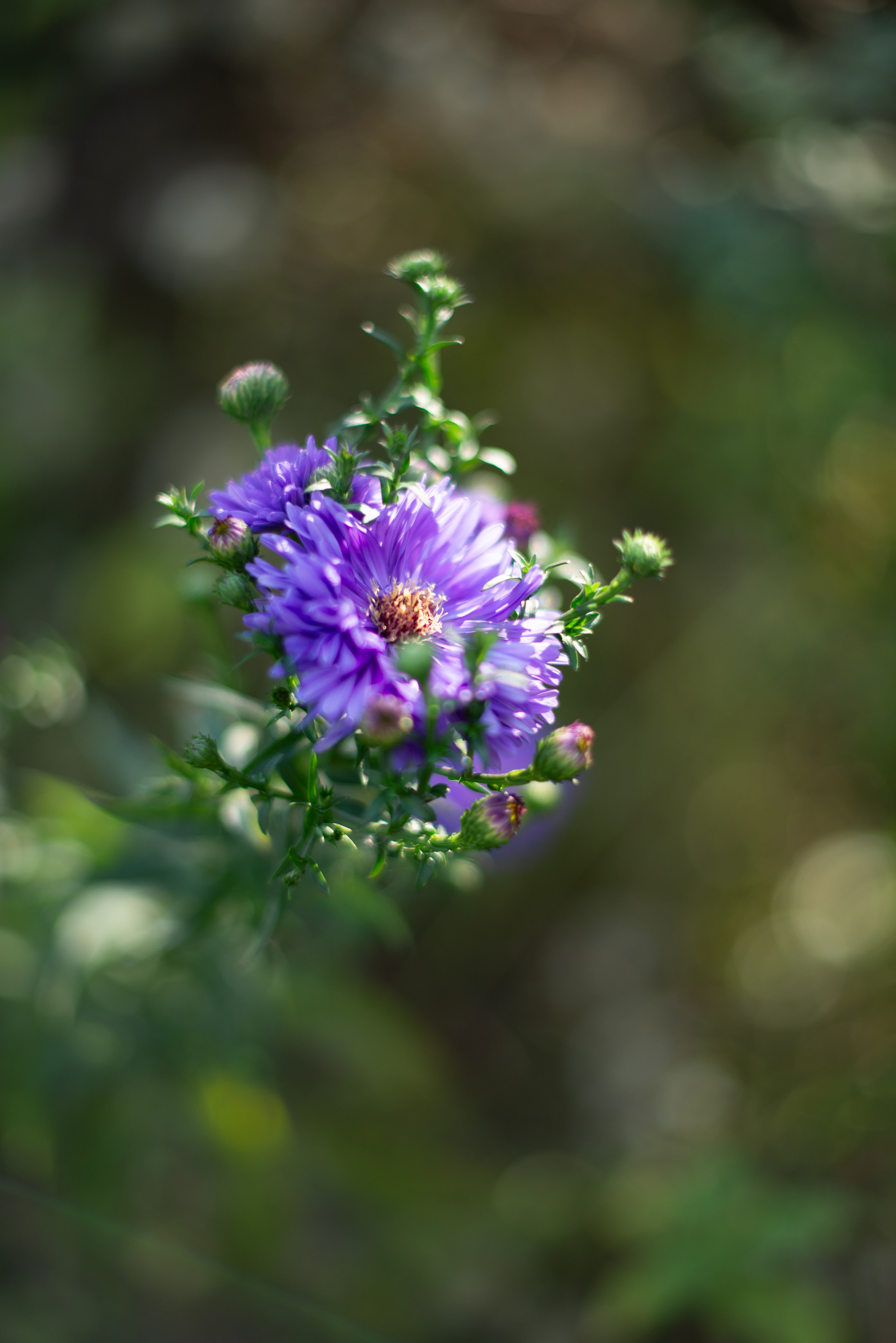 Цветы сада МГУ. Victoria Radjevna Репортажный Фотограф — Видеограф Москва • Санкт-Петербург