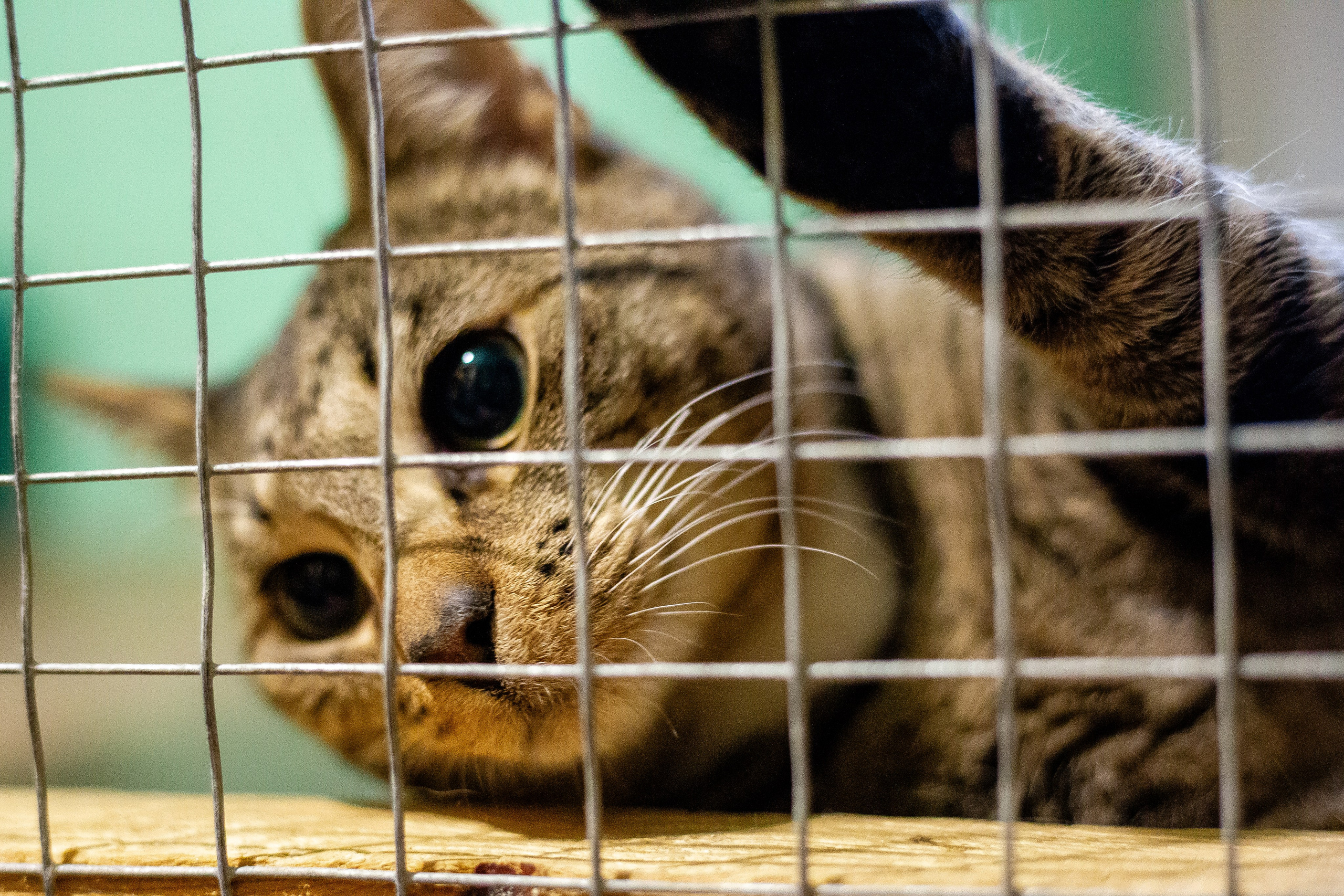 Petshop Забота. Фотограф в Санкт-Петербурге Чумаков Семен