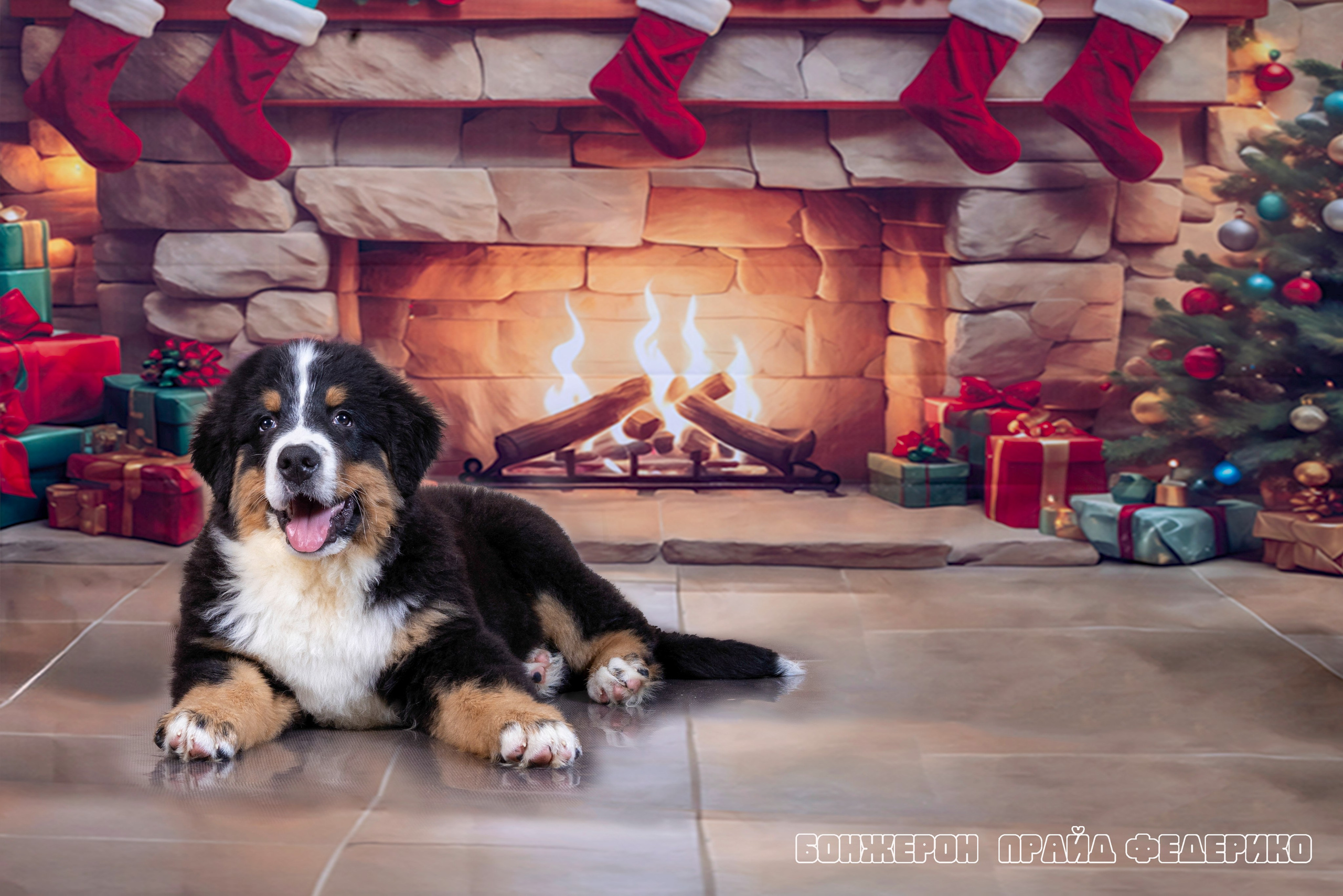 Бонжерон прайд. Фотограф 📸 семейный, предметный, репортажный