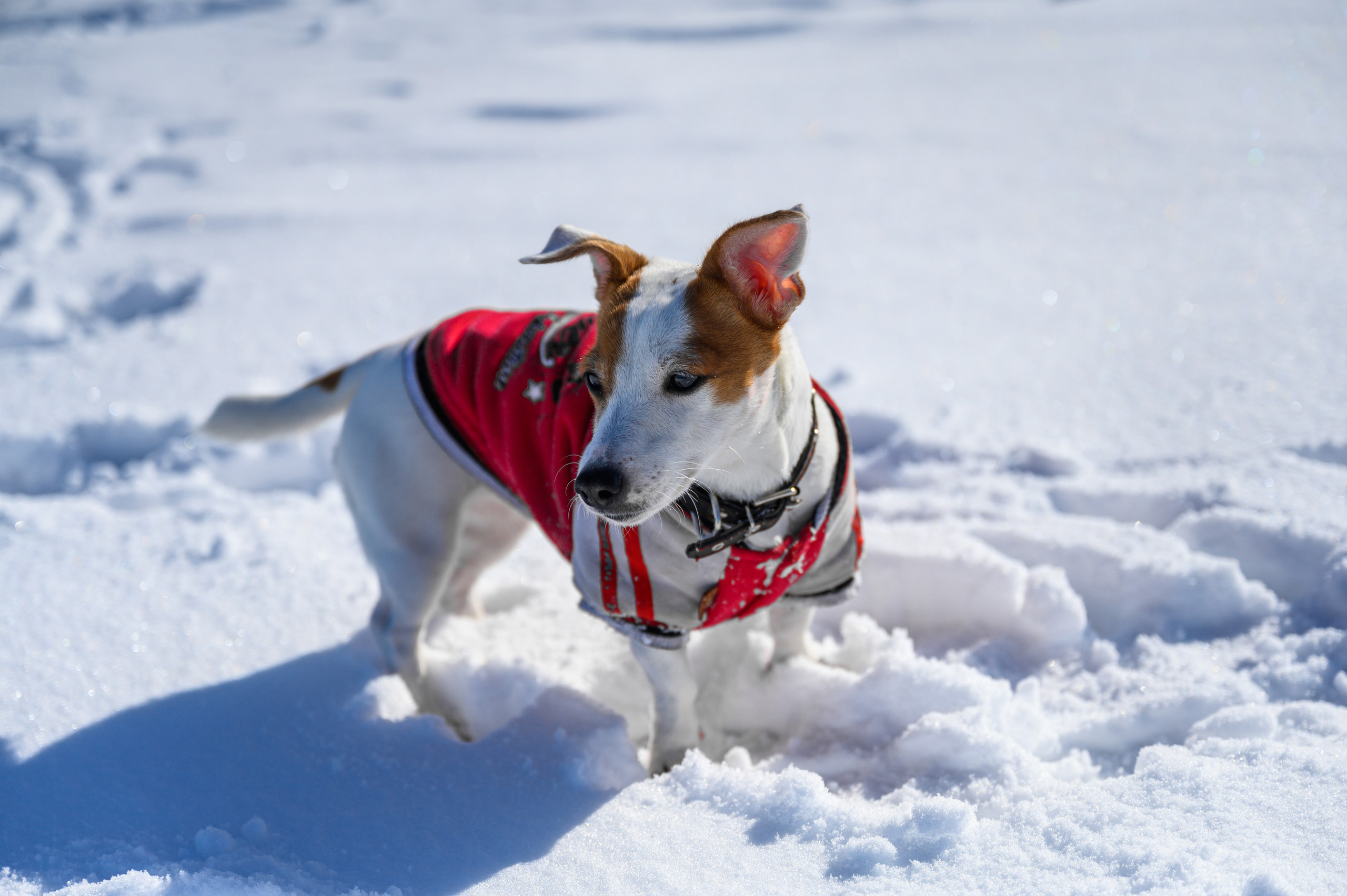 Джек Рассел. Bazarkom-photo.ru Фотограф Виктор Оськин в Старом Осколе