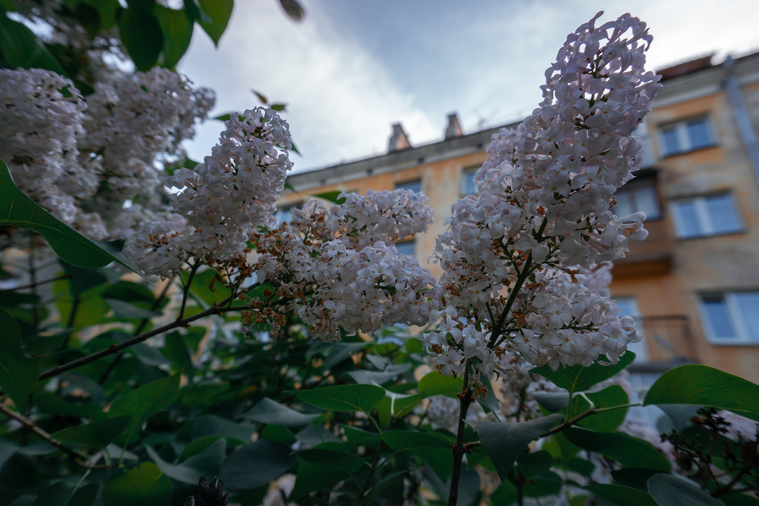 03.06.2025 | Красноярск. Kuznetsov | Фотограф в Красноярске