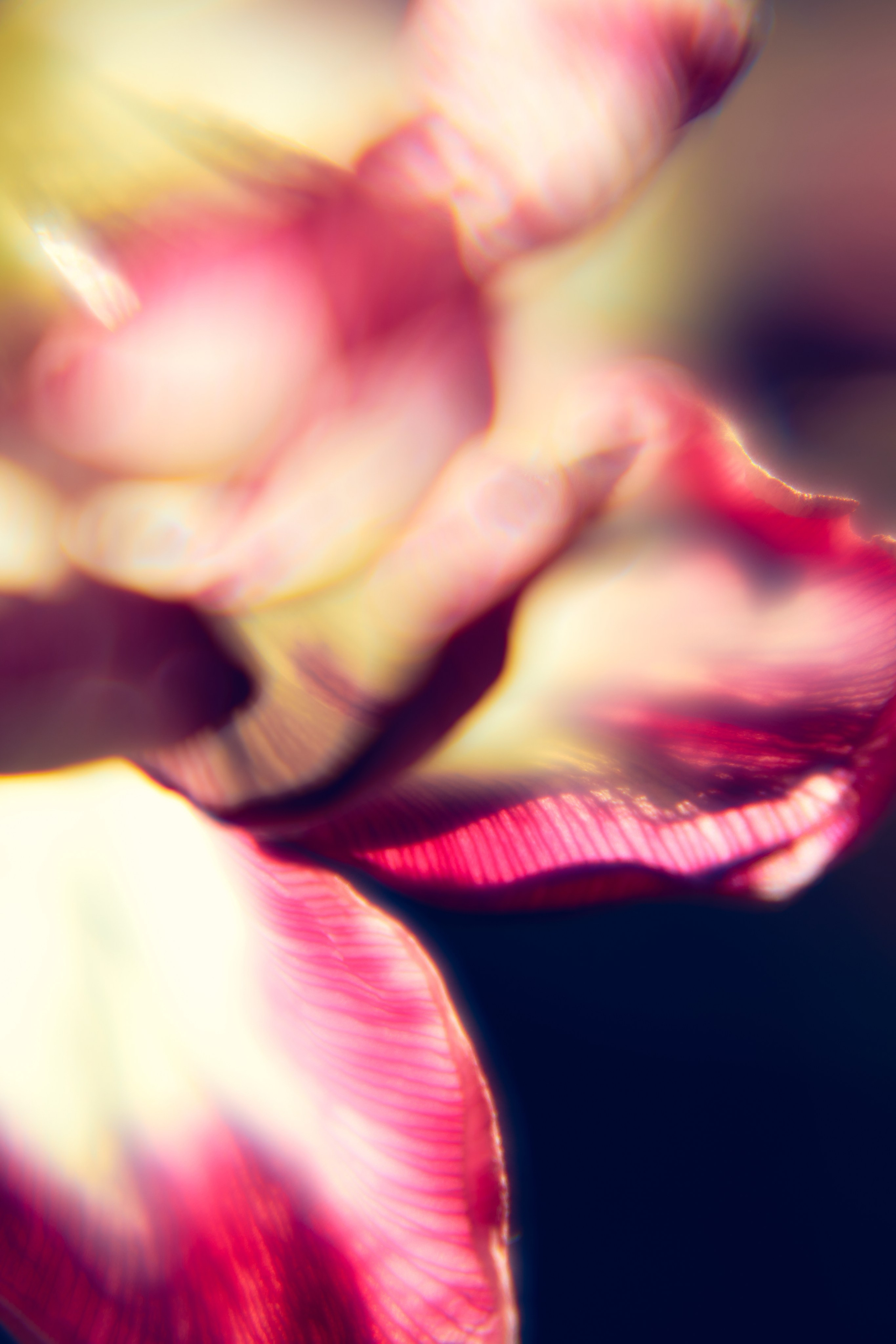 Макро-абстракция «Эфемерность» | Лимитированная серия. Sandra Marselly | Абстрактная Макро-Фотография