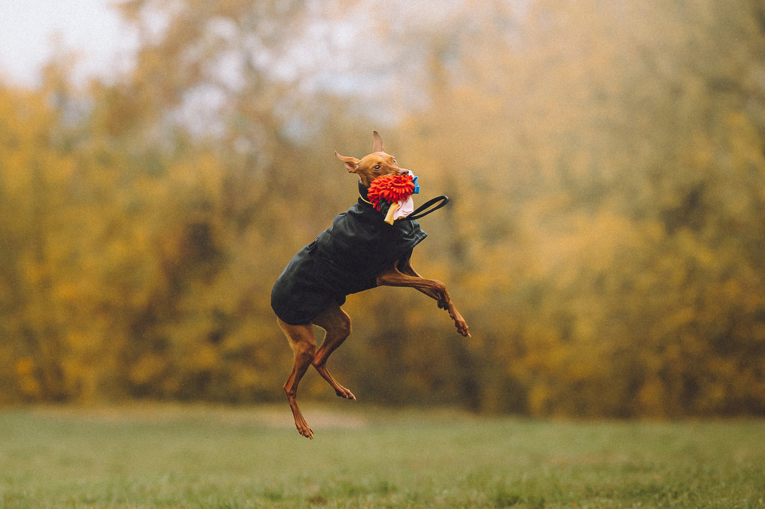 Даша и Биби