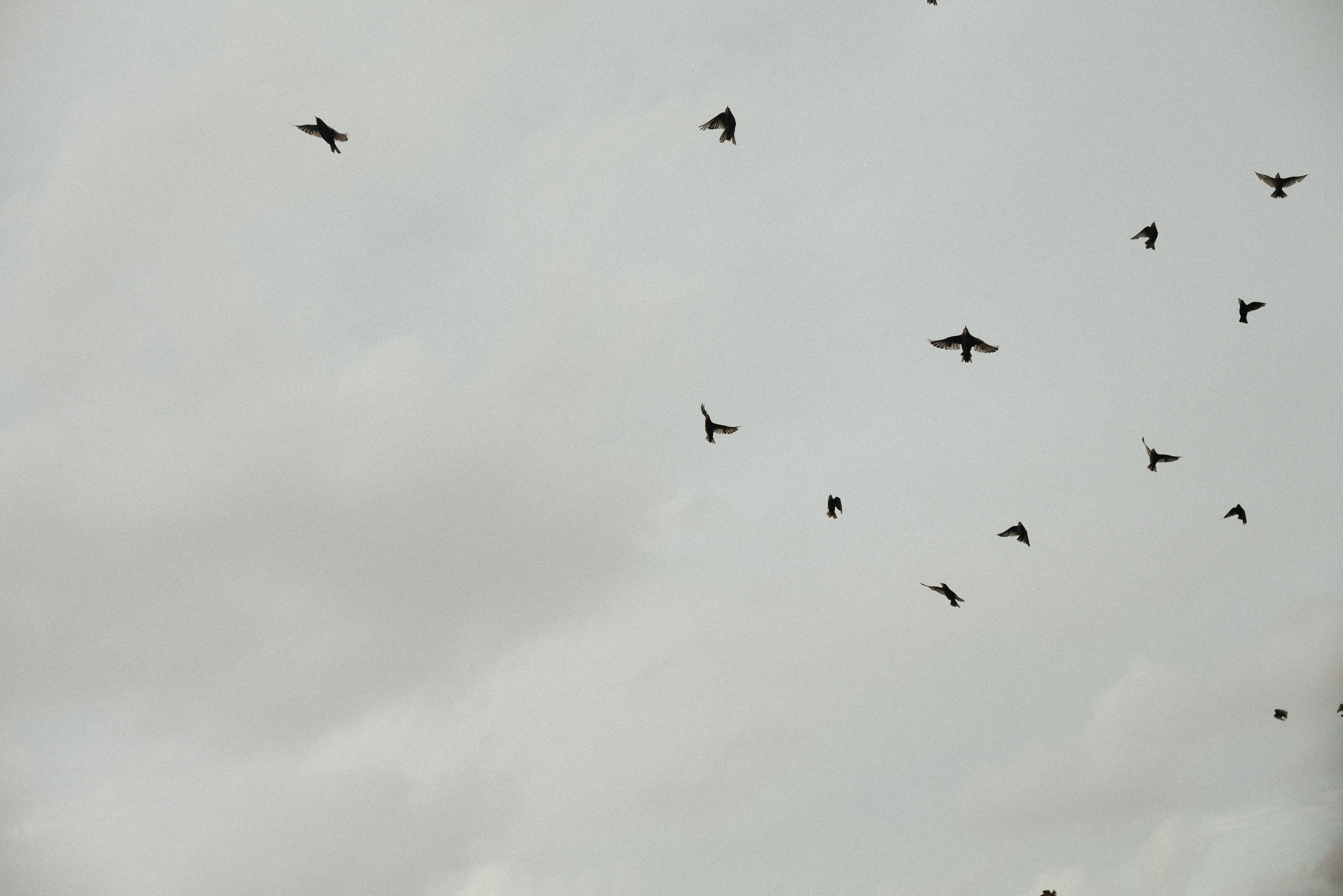 Взлететь как птицы…. Свадебный и семейный фотограф и видеограф, Крым, Москва, Санкт -Петербург