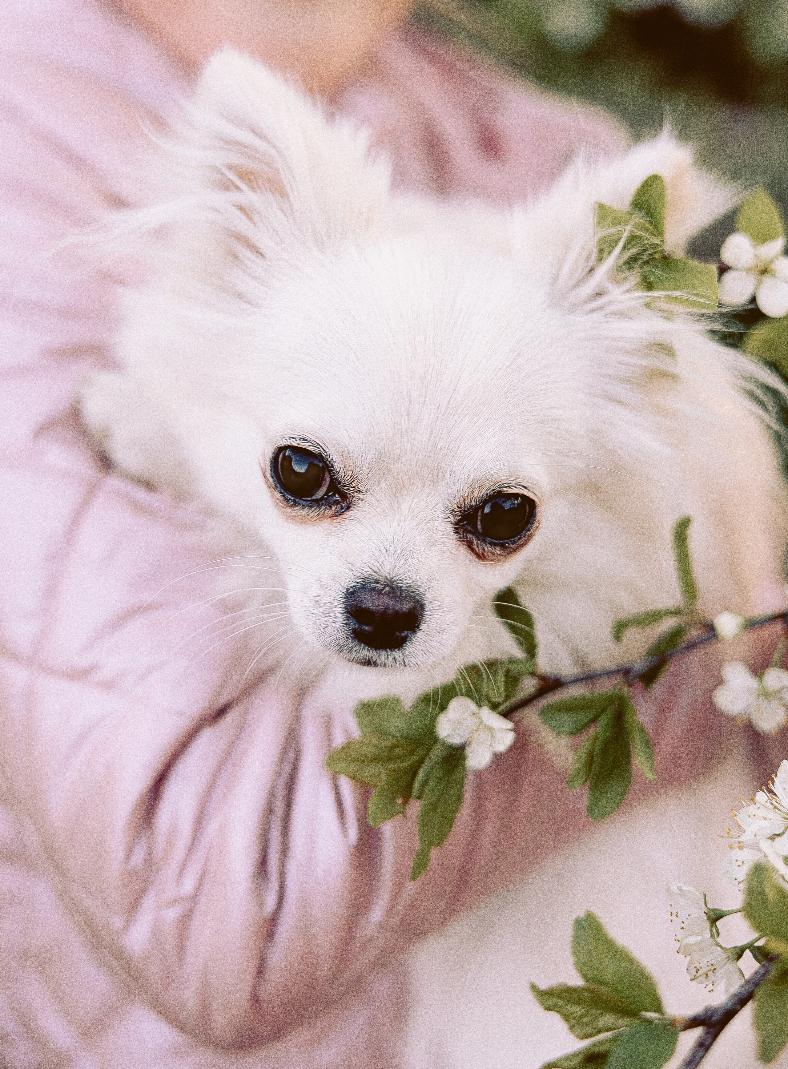 Фотосессия питомцев. Фотограф в Казани Ольга Яшина