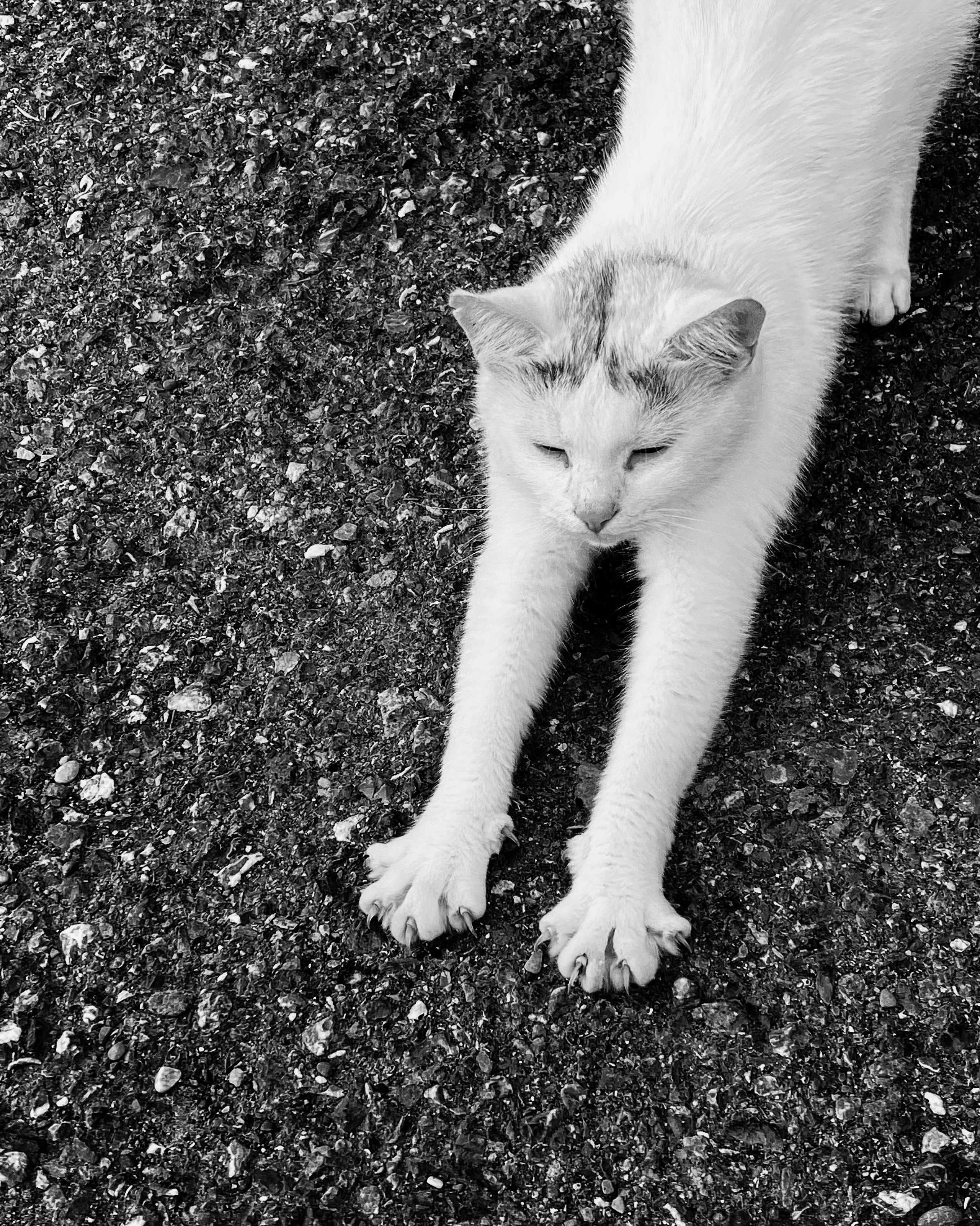 Работы с телефона. Свадебный фотограф в Москве Сафонова Анна