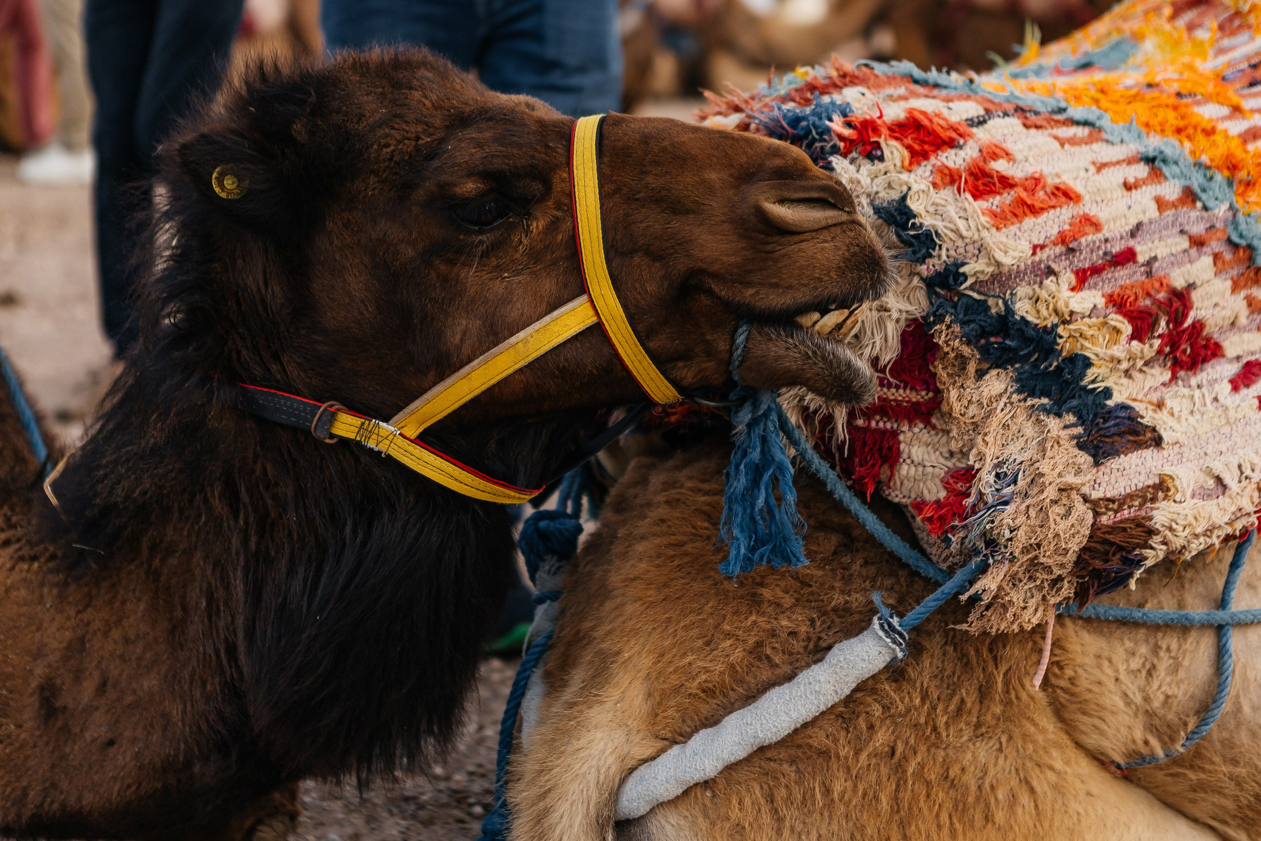 Марокко Альфа Банк. Фотограф в Москве Дмитрий Жарков