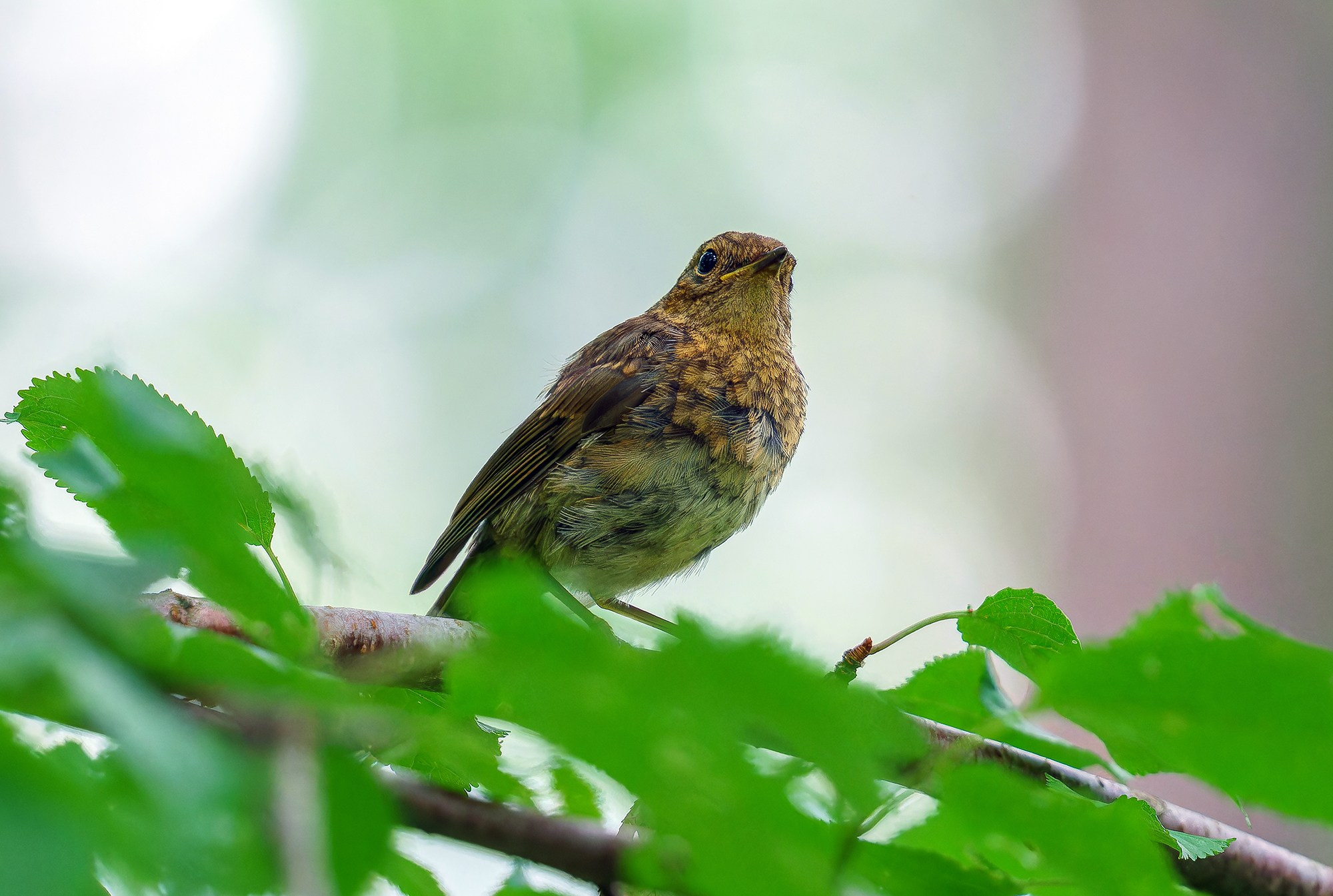 Удивительные мир птиц. Вокруг нас столько прекрасного — присмотритесь!. Ваш личный фотограф Марина Волкова