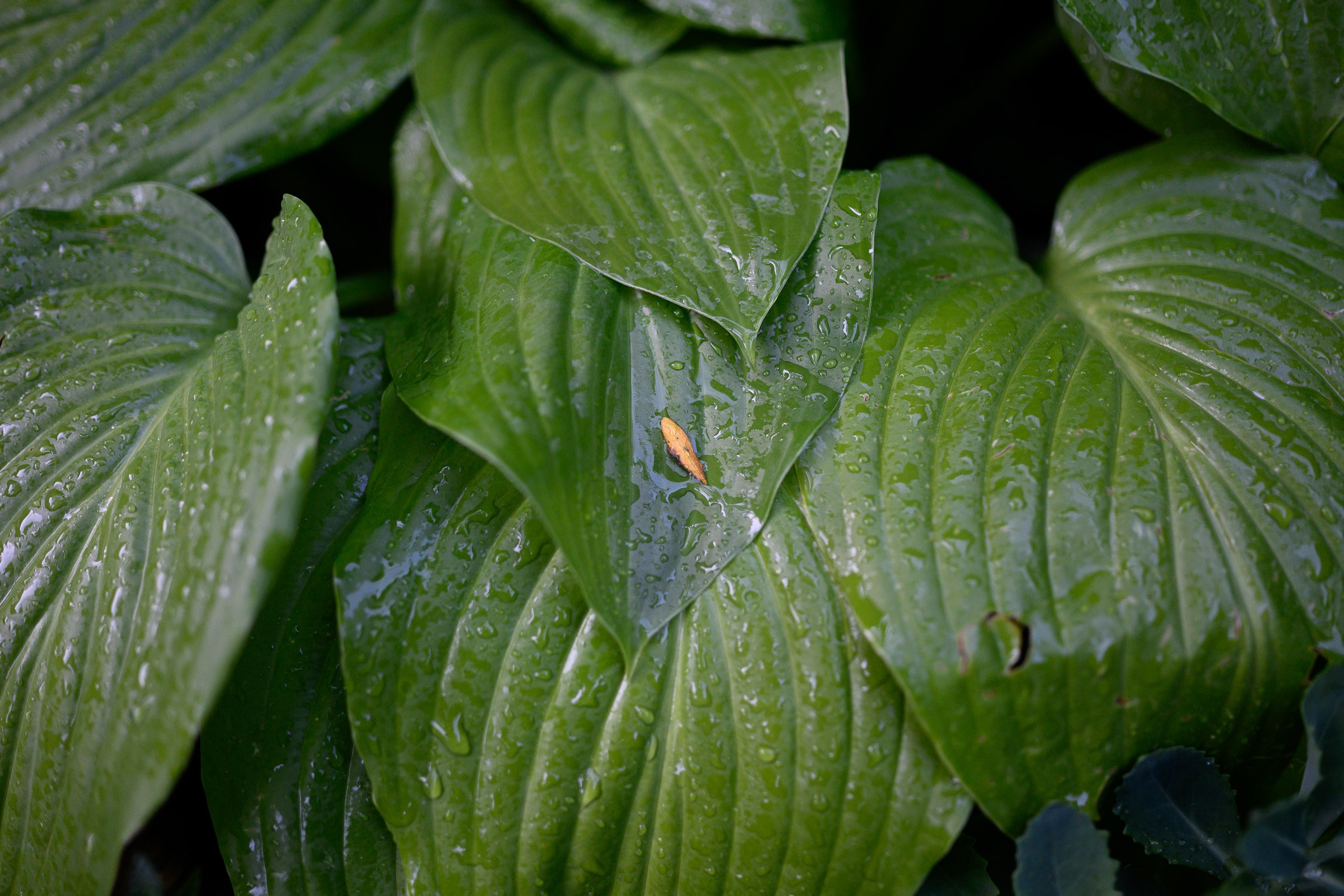 Предметный фотограф Ростов