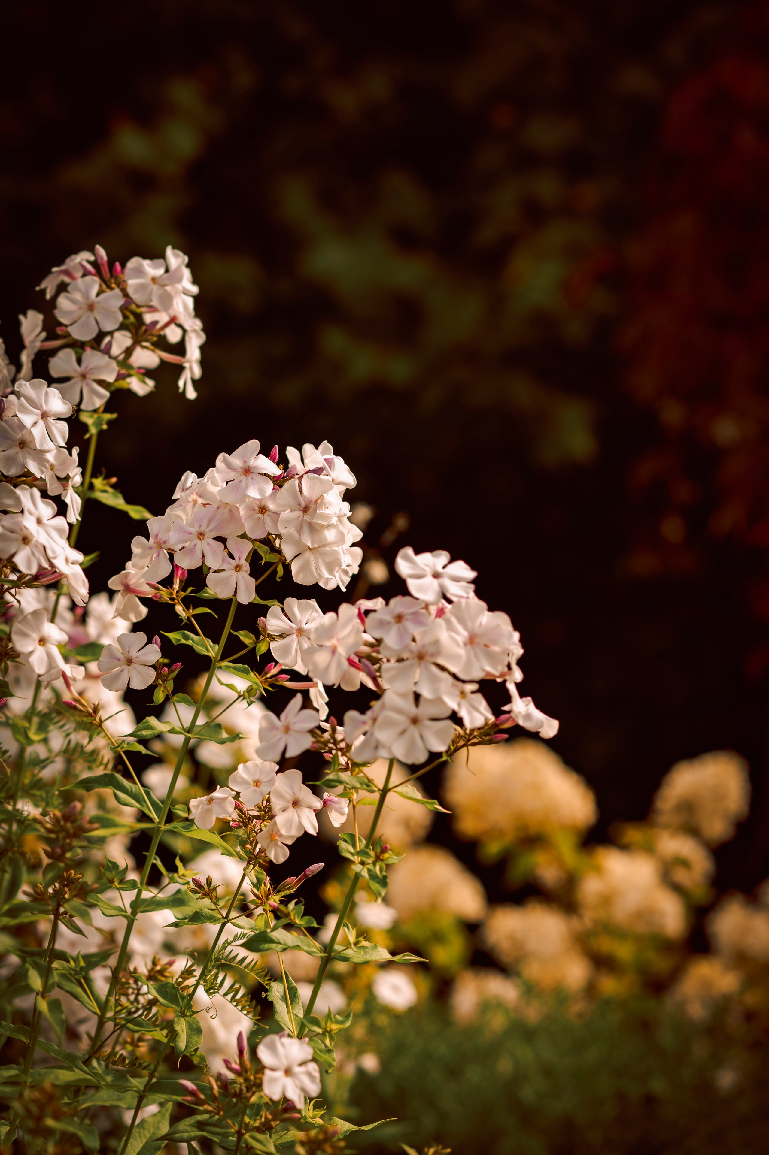 Осень во всей красе. Анна Боровикова, фотограф Пушкино