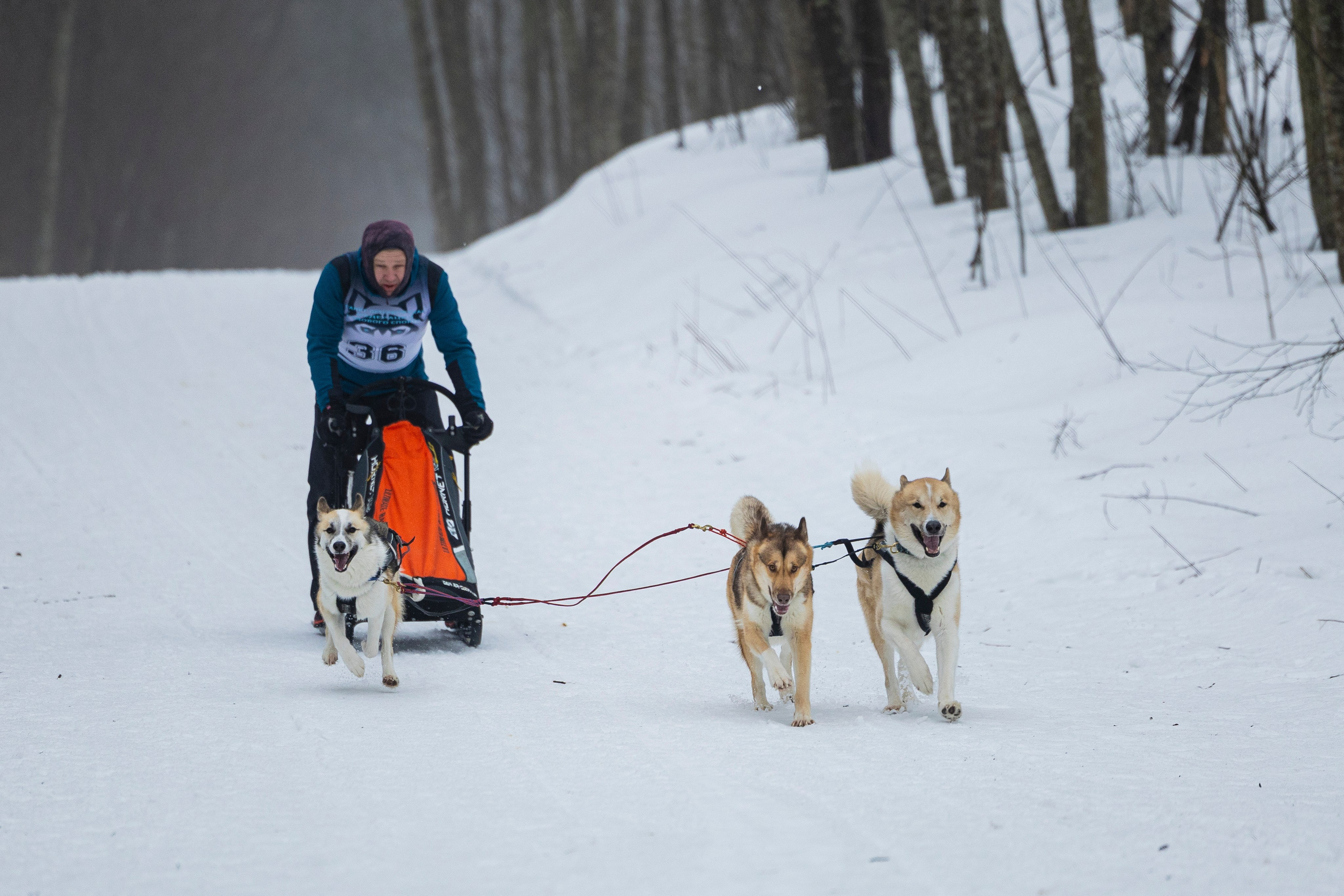 Зимний Чемпионат Санкт-Петербурга по ездовому спорту. Фотограф-анималист Анна Маринич