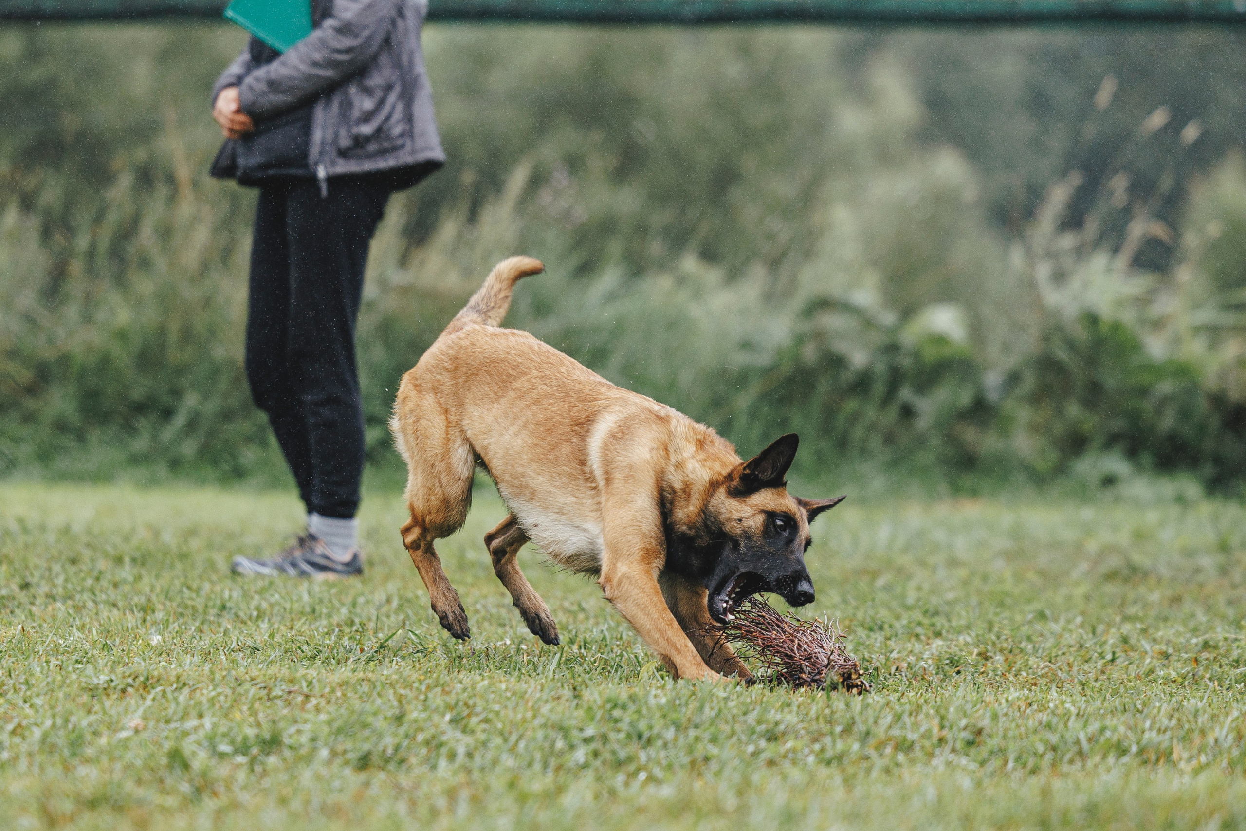08.08.25-10.08.25 ЧР по мондьорингу г. Вологда. Фотограф-анималист Анна Маринич