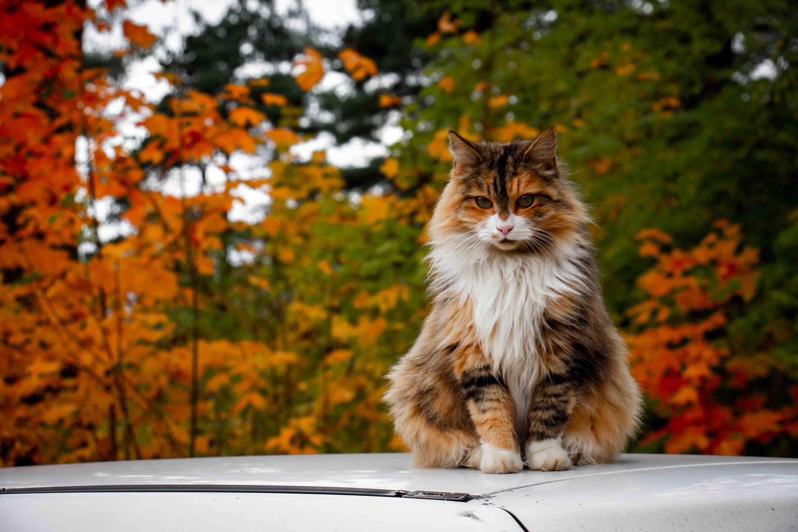 Осеннее настроение. Александр Попов