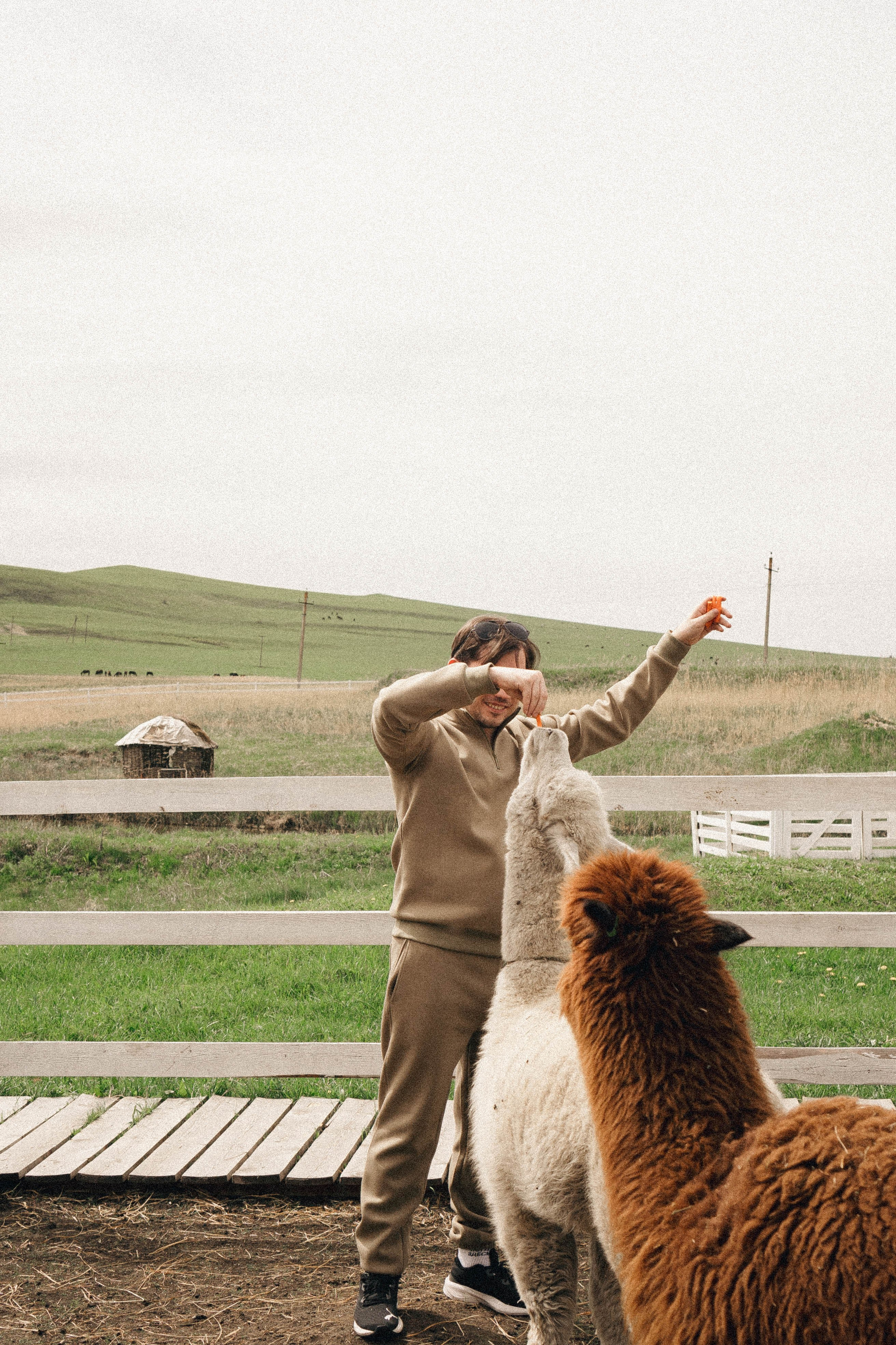 Ферма Альпак. Профессиональный фотограф, Санкт-Петербург — Виктория Богомолова