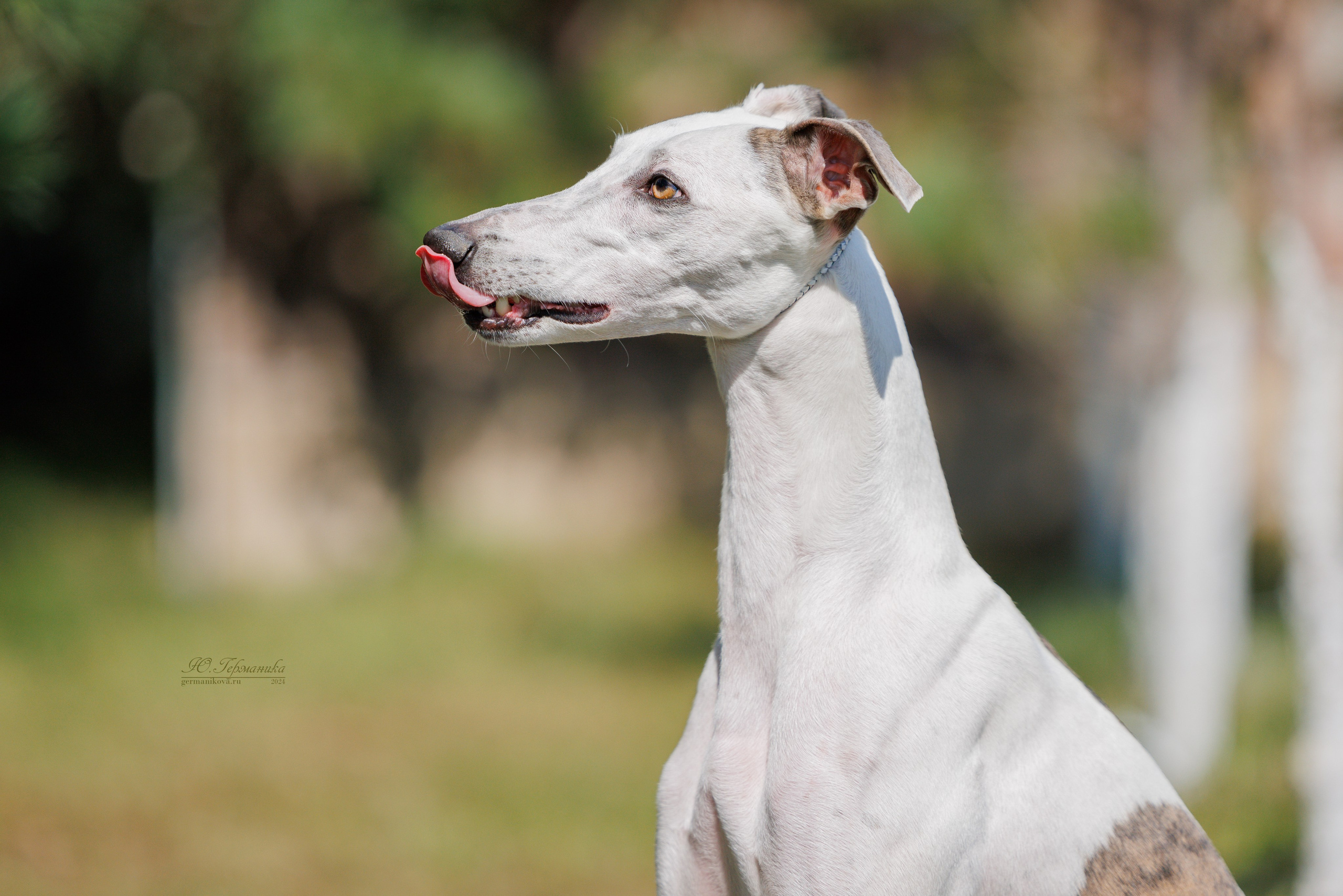 Астана 2хCACIB 17-18.08.2024. Фотограф-анималист Юлия Германика