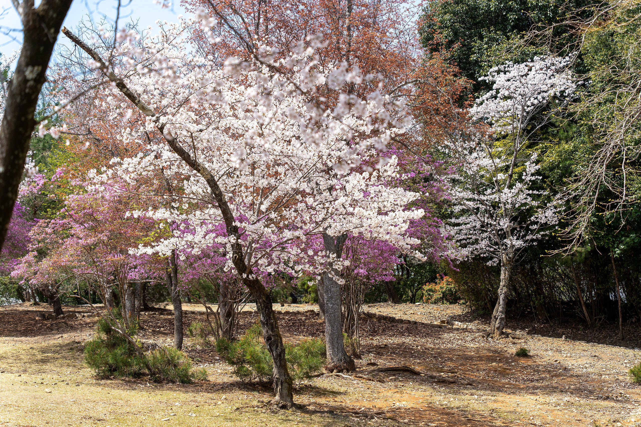 Япония, сакура. Творческие сьемки