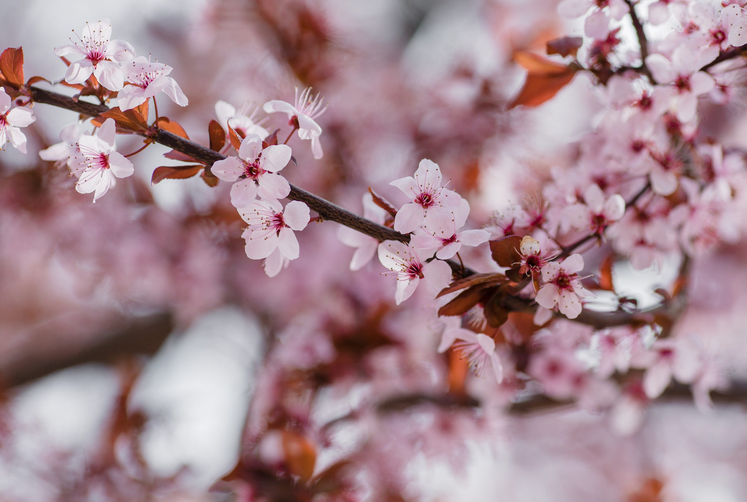 Прогулка в парке. Свадебный и семейный фотограф в Краснодаре