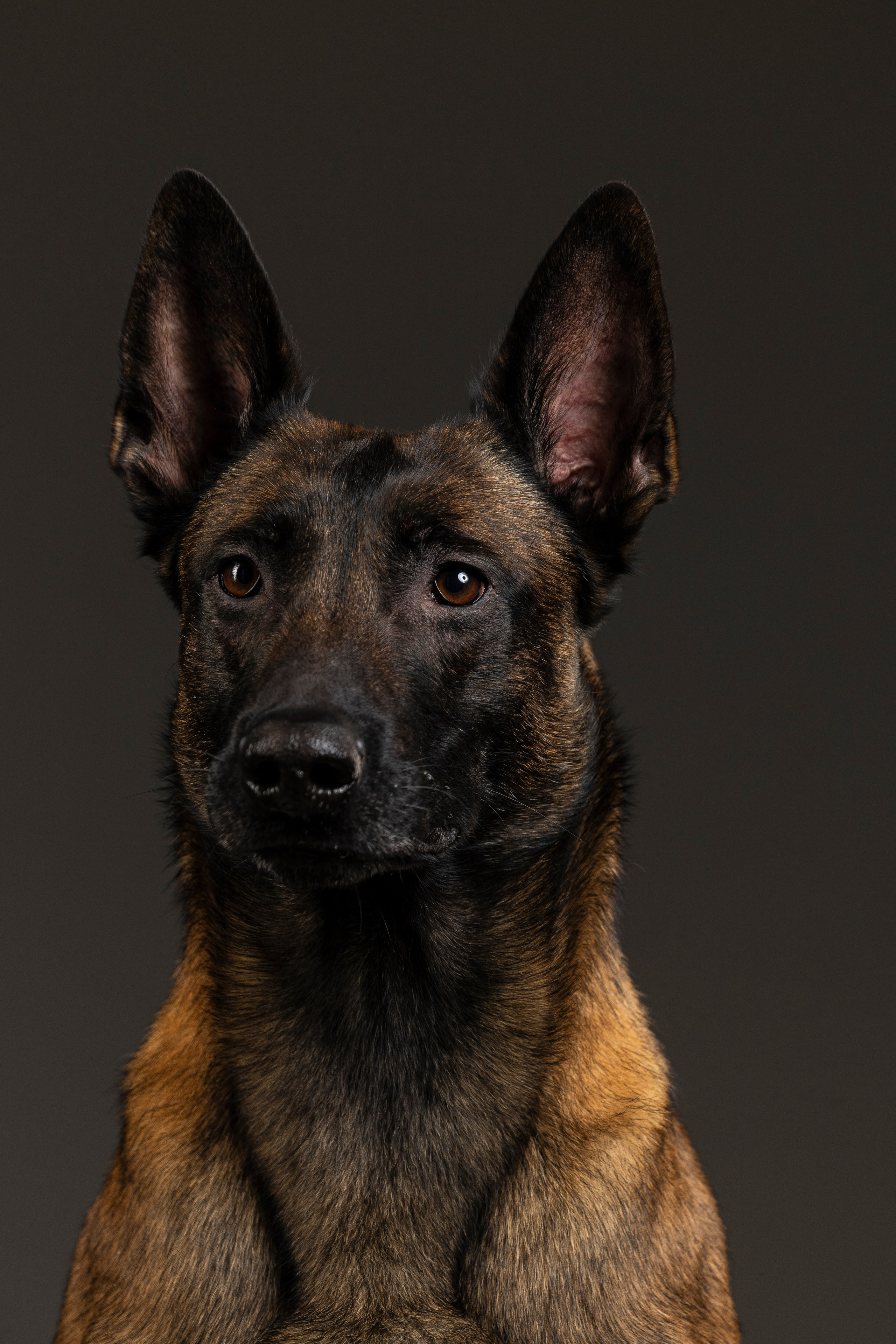 Студия. Фотограф-анималист Анна Маринич