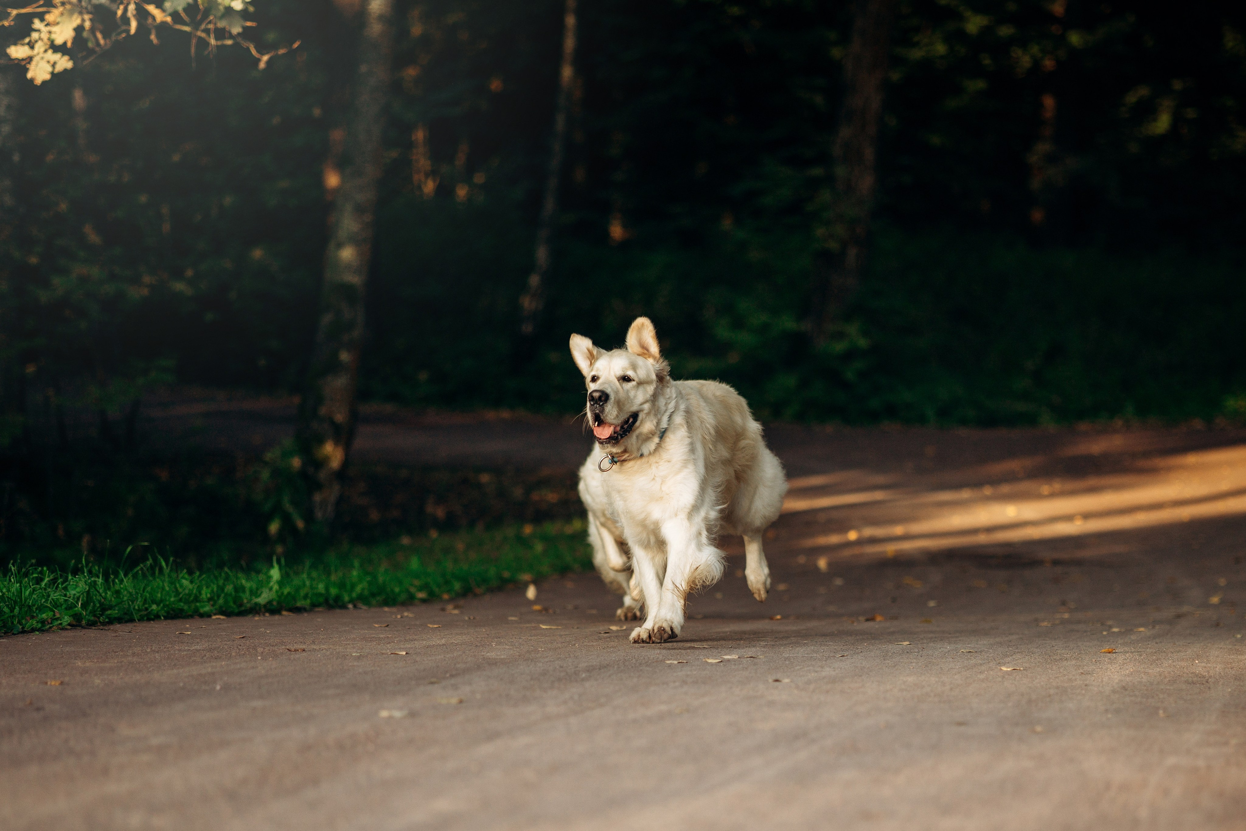 Ирина и ее золотинки. Фотограф — Анималист | Санкт-Петербург