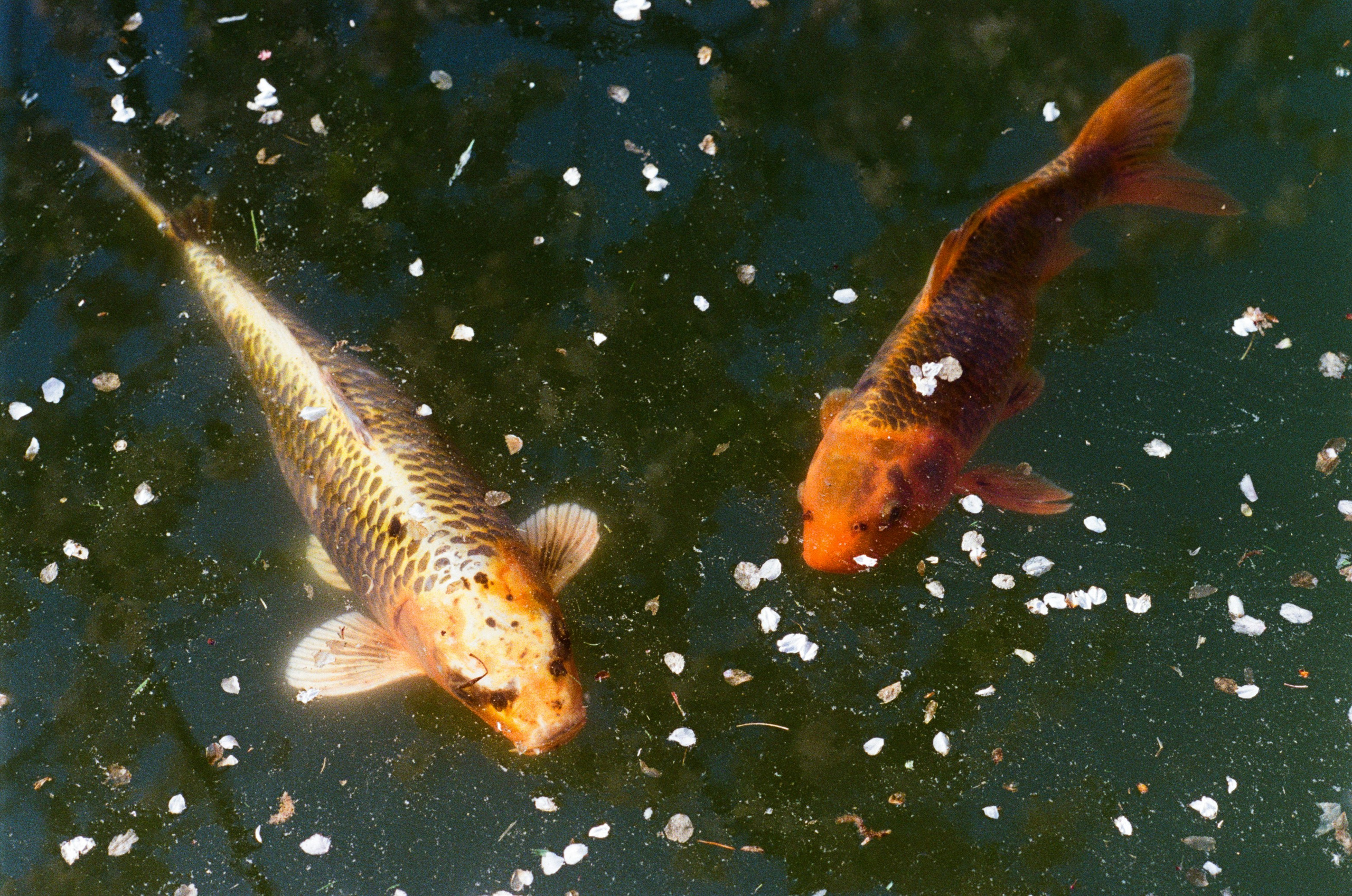 Sakura blues // ukraine, crimea IV. EVER EXPOSED