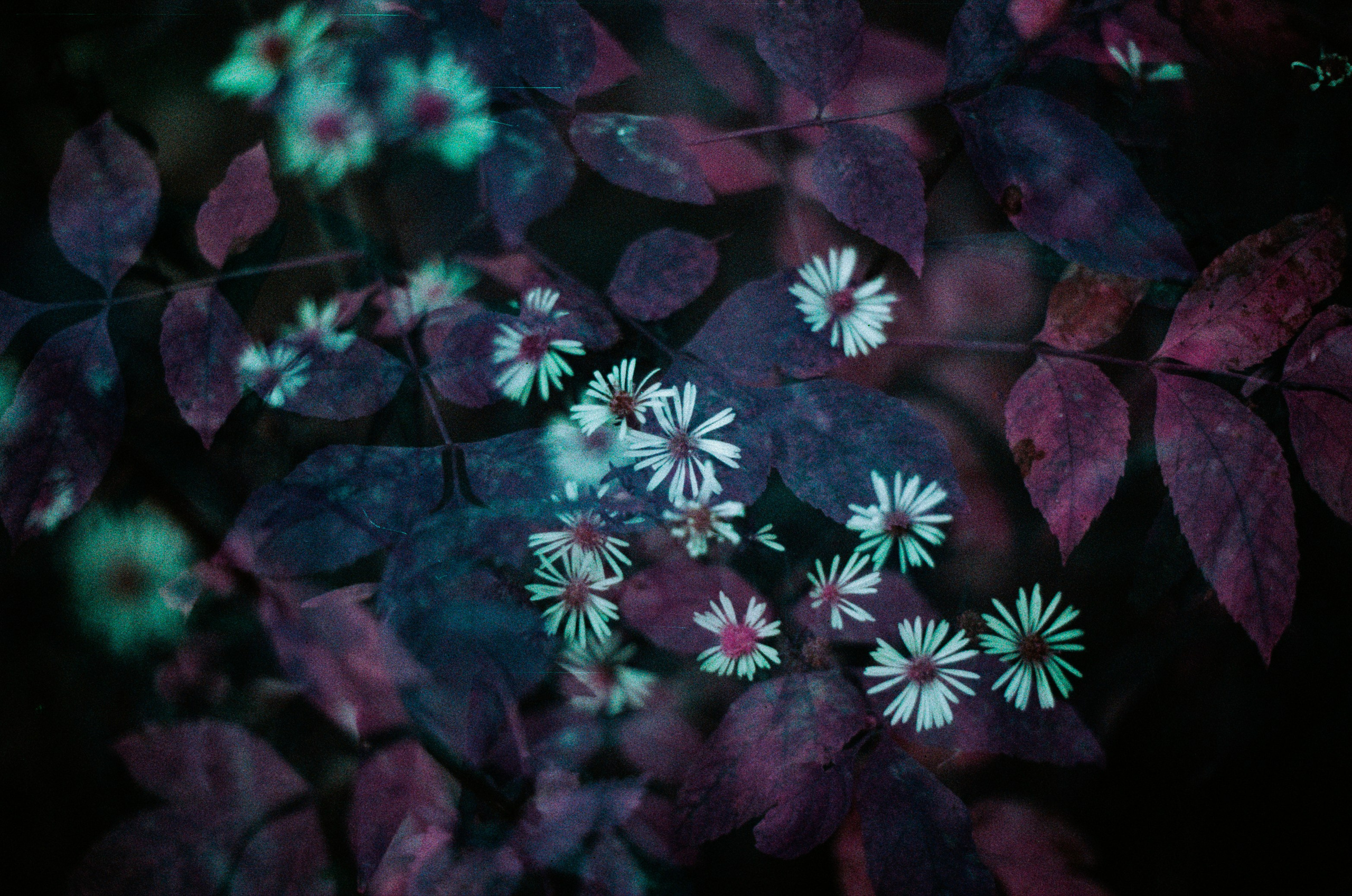 Purple overdose II. EVER EXPOSED