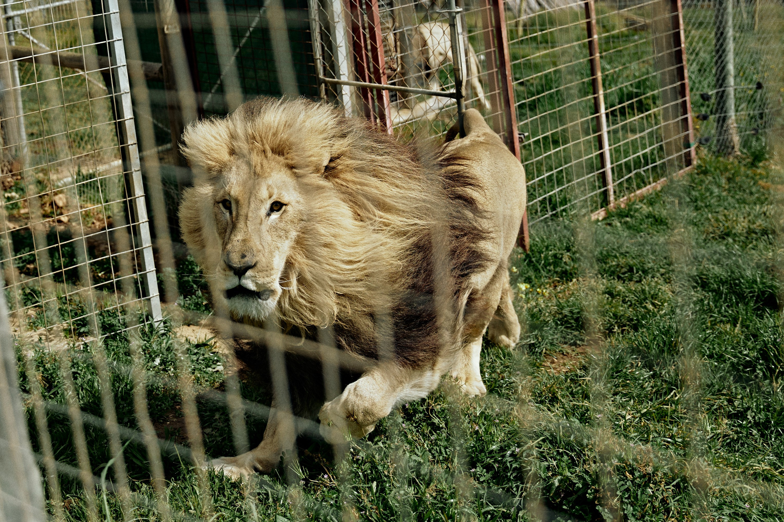 SOUTH AFRICA EMBA 38. Дмитрий Мазуркевич: Профессиональный Репортажный Фотограф