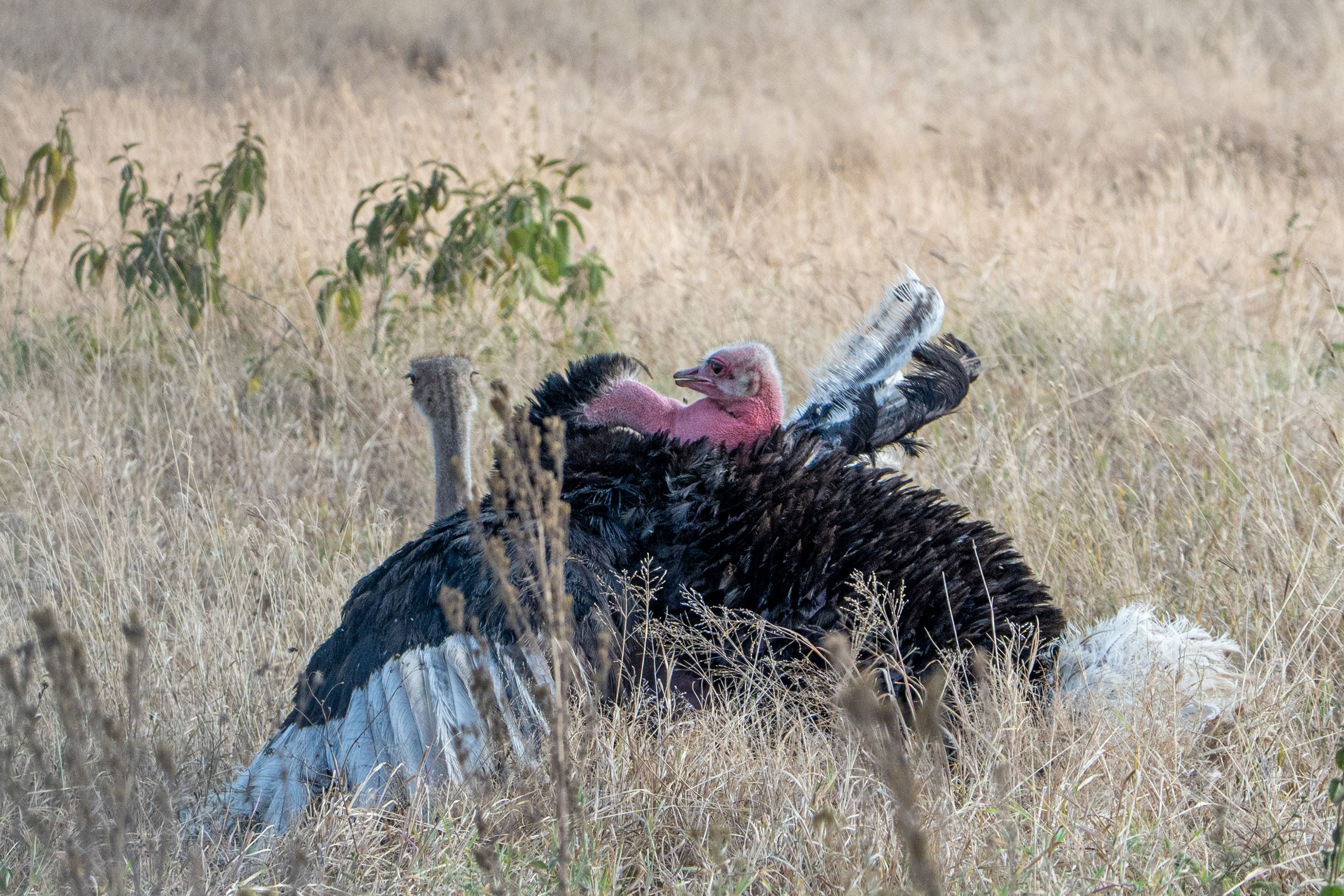 Танзания, сафари, 2025. Творческие сьемки