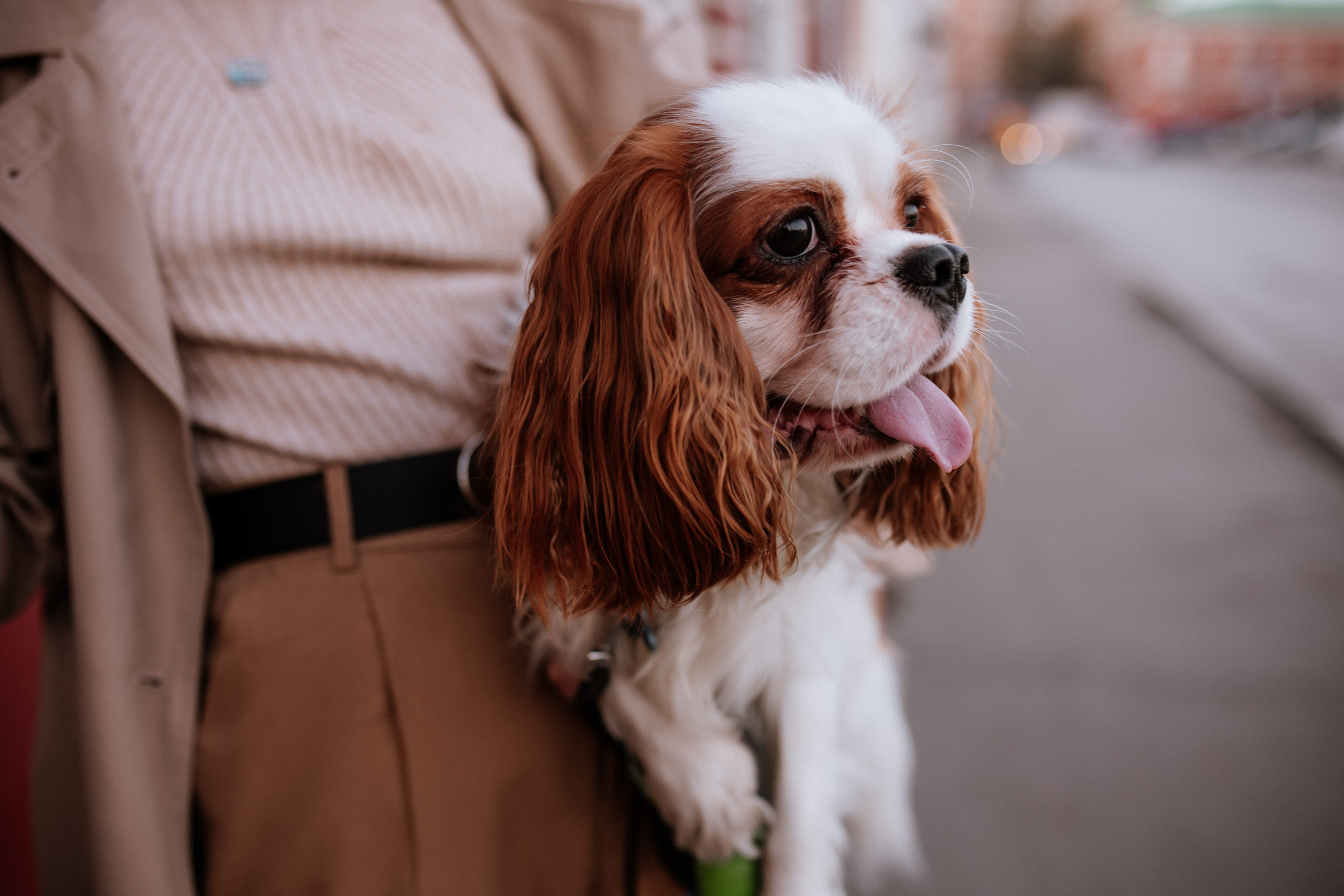 Лера, Артем и Люпин. Свадебный фотограф Елена Рубцова