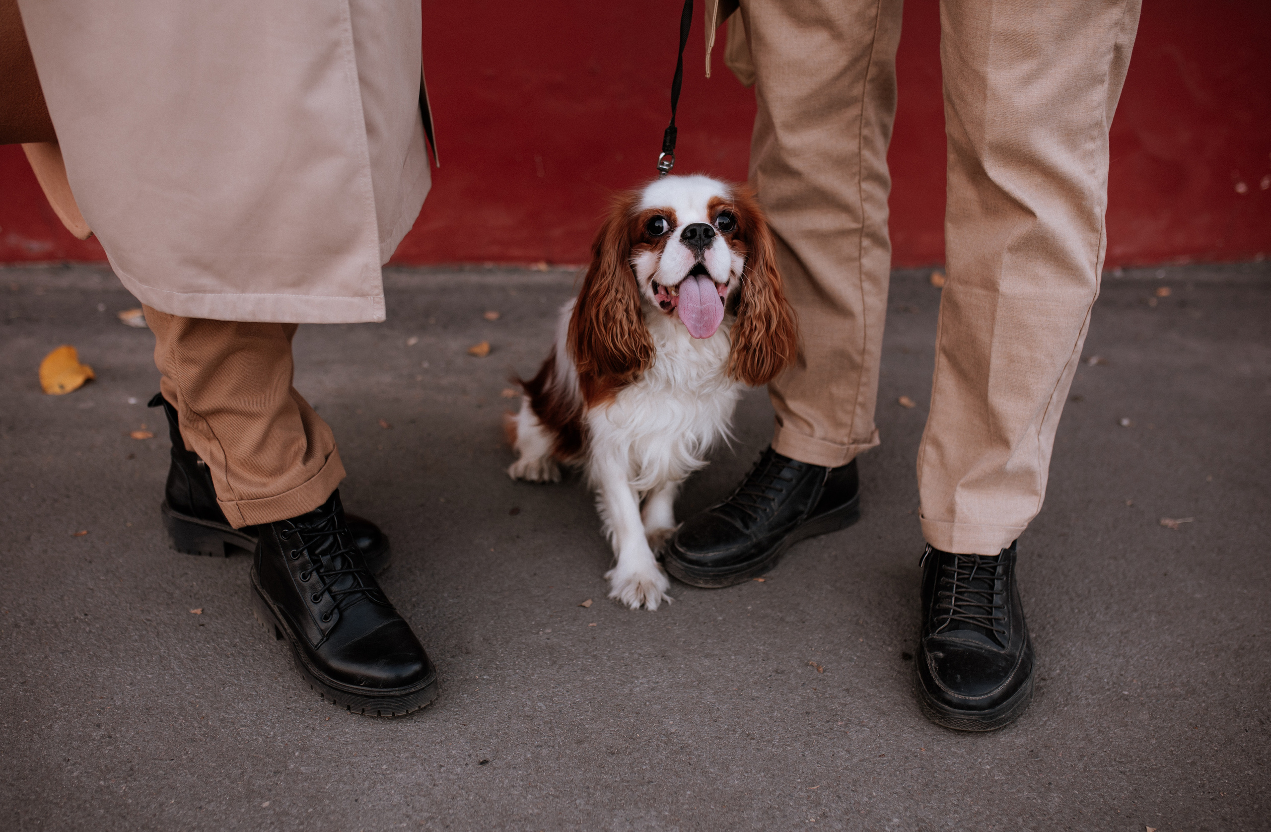 Лера, Артем и Люпин. Свадебный фотограф Елена Рубцова