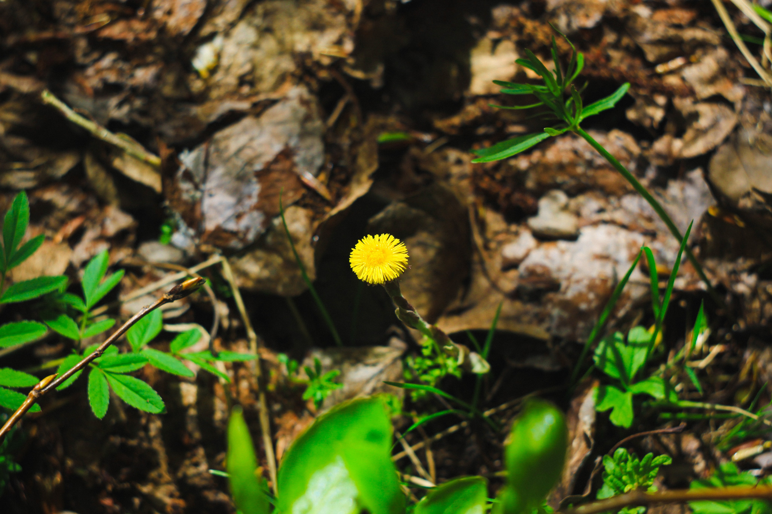 Khutor. Den Mirov — Photographer, Musician
