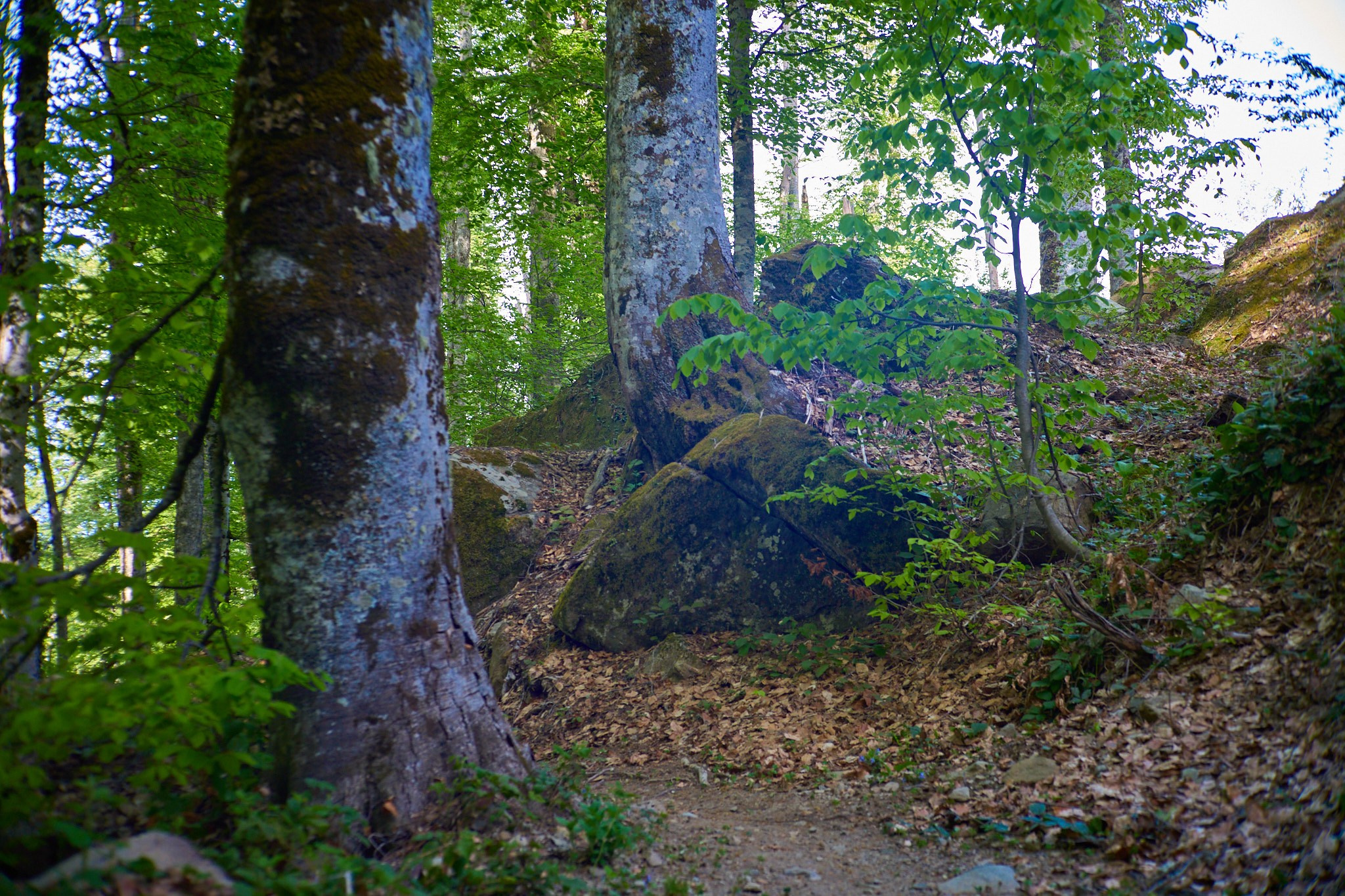 Красная Поляна, апрель 2024. Фотограф, Римма Невинская