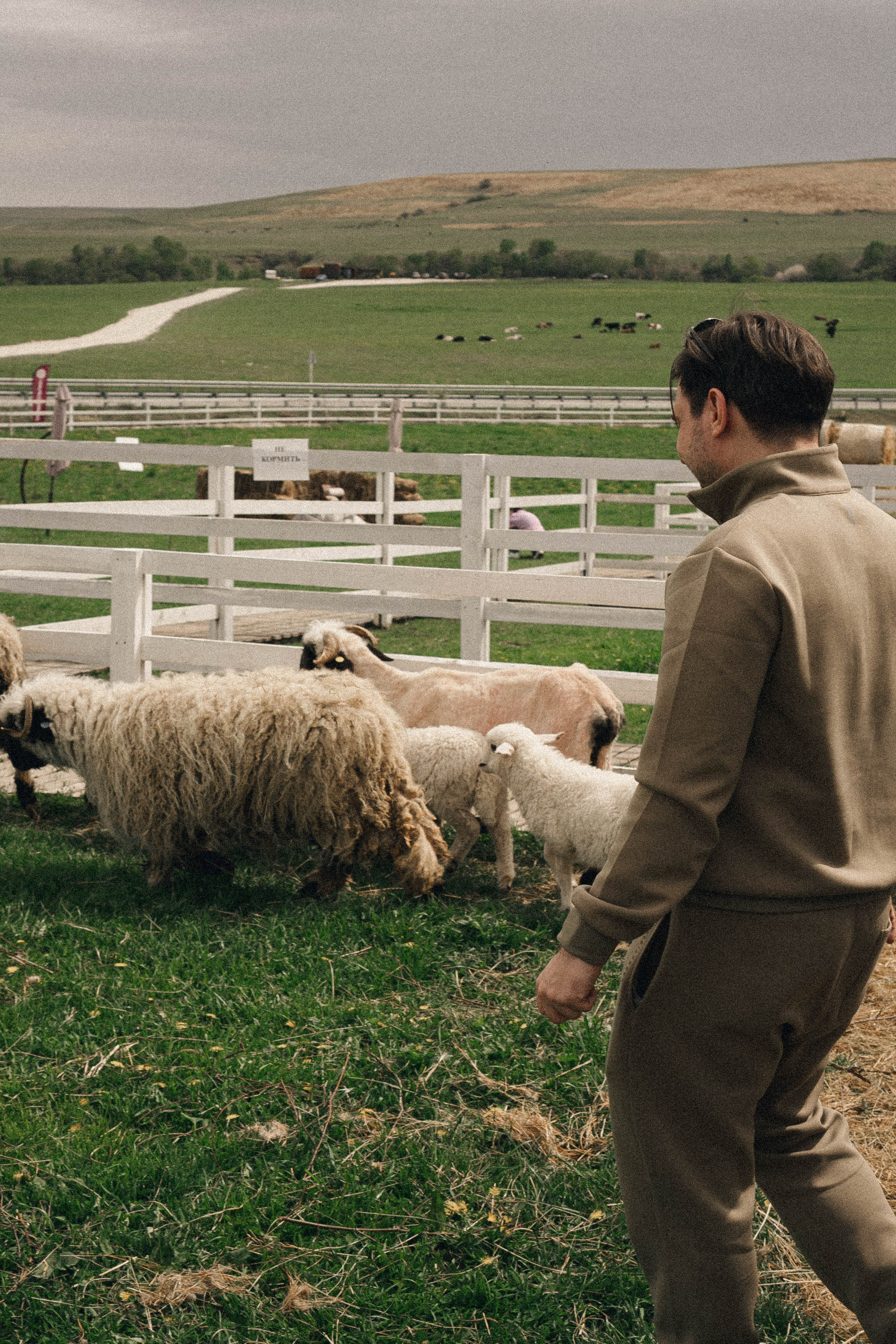 Ферма Альпак. Профессиональный фотограф, Санкт-Петербург — Виктория Богомолова
