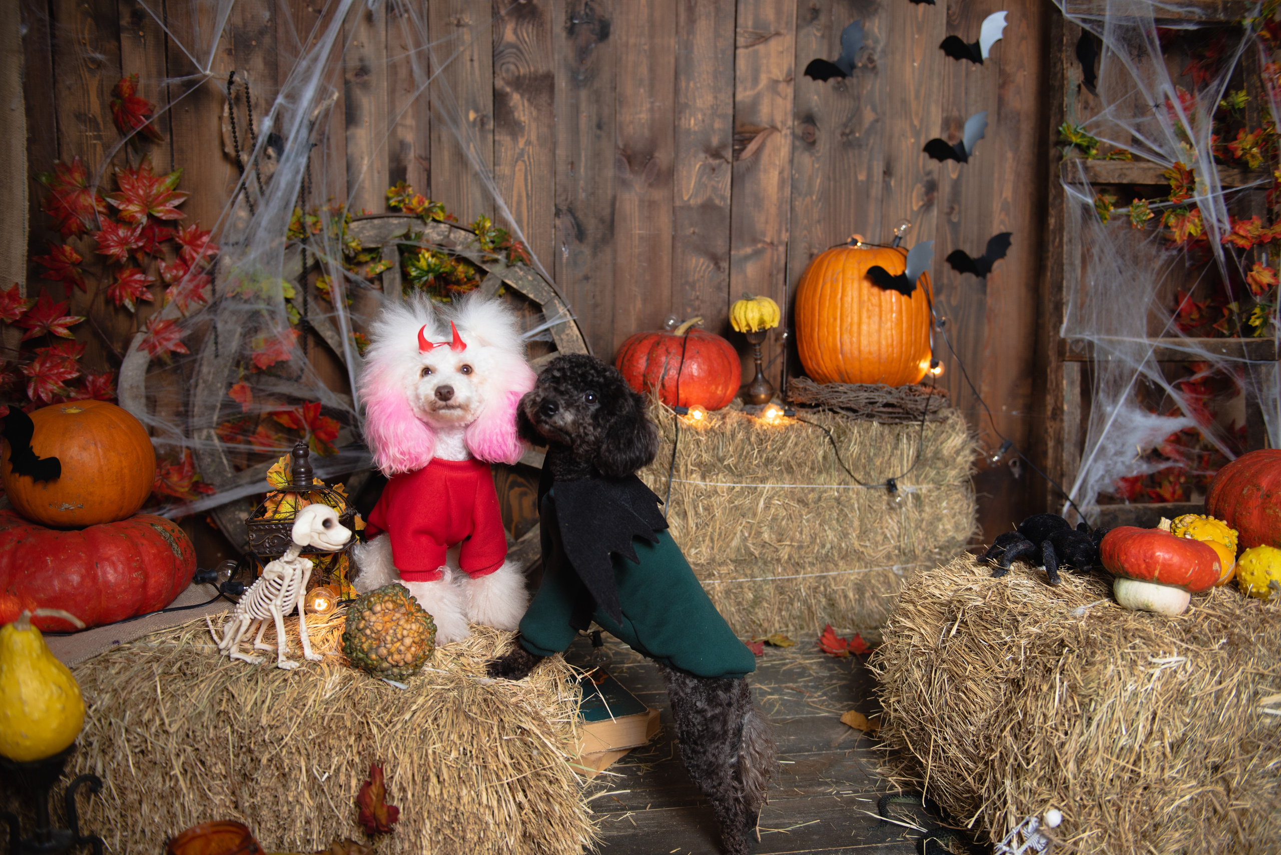 Pets. Фотограф в Москве Daria Lens