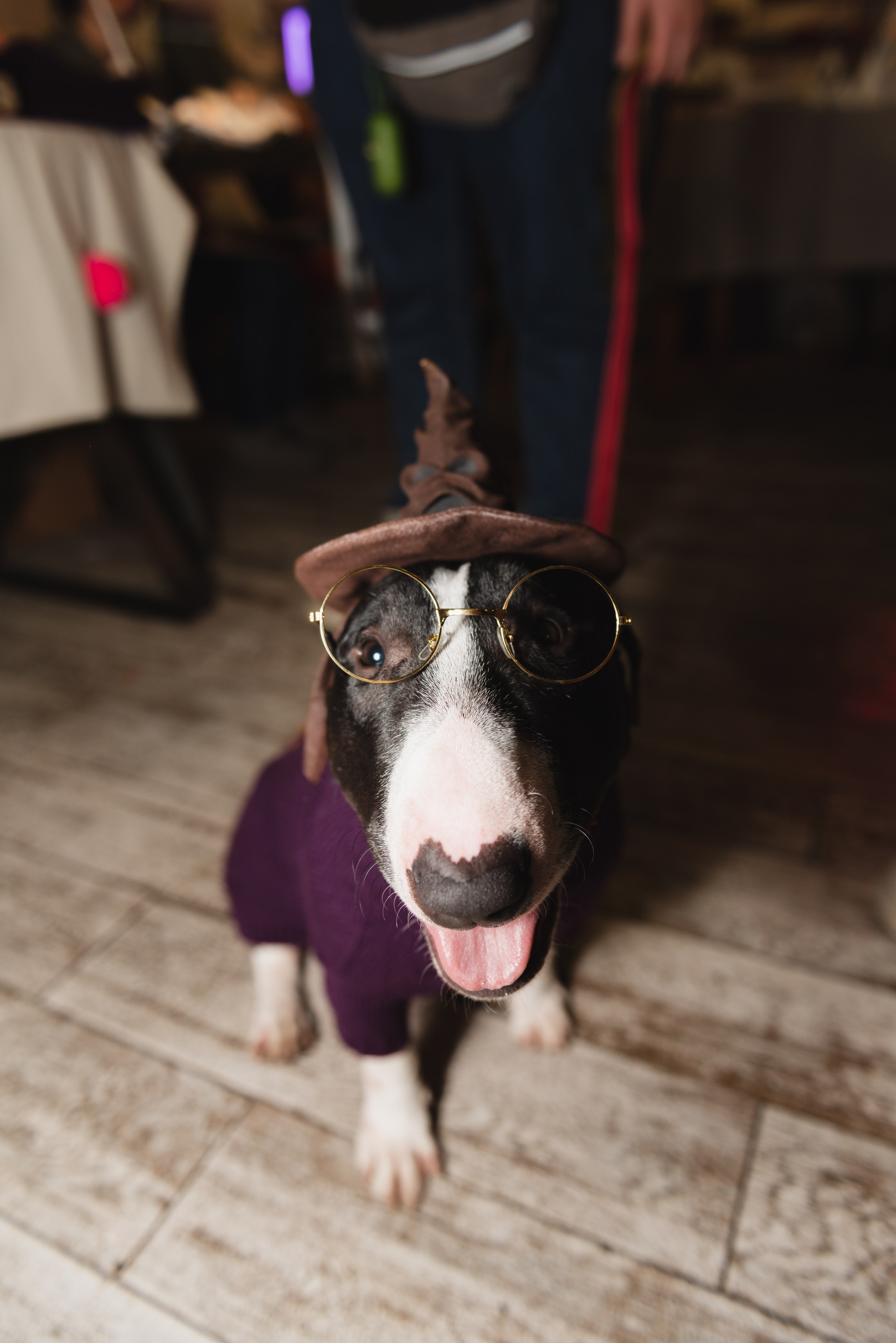 Pets. Фотограф в Москве Daria Lens