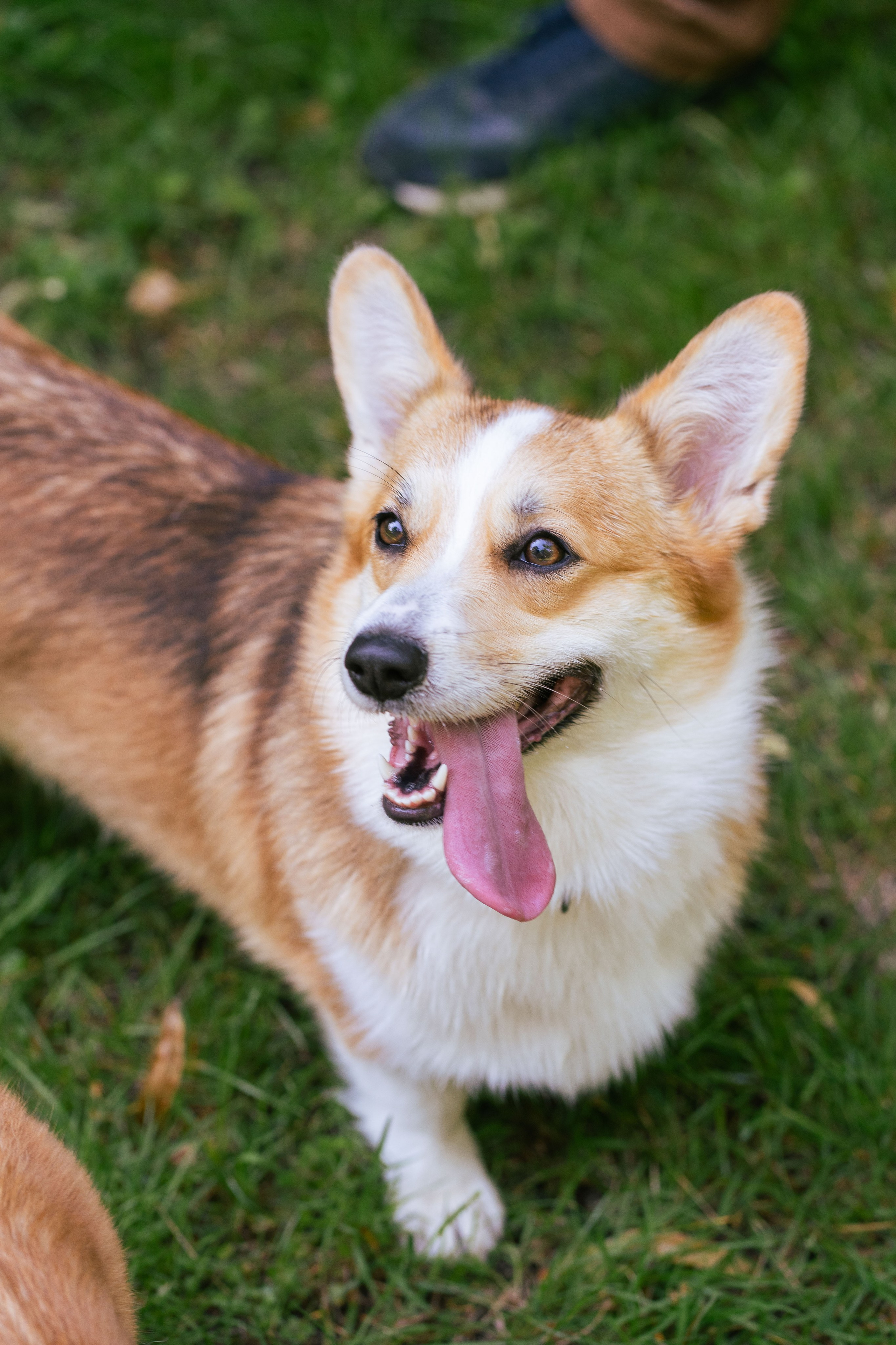 Ольга и коржики. Свадебный фотограф в Москве Анна Полушина