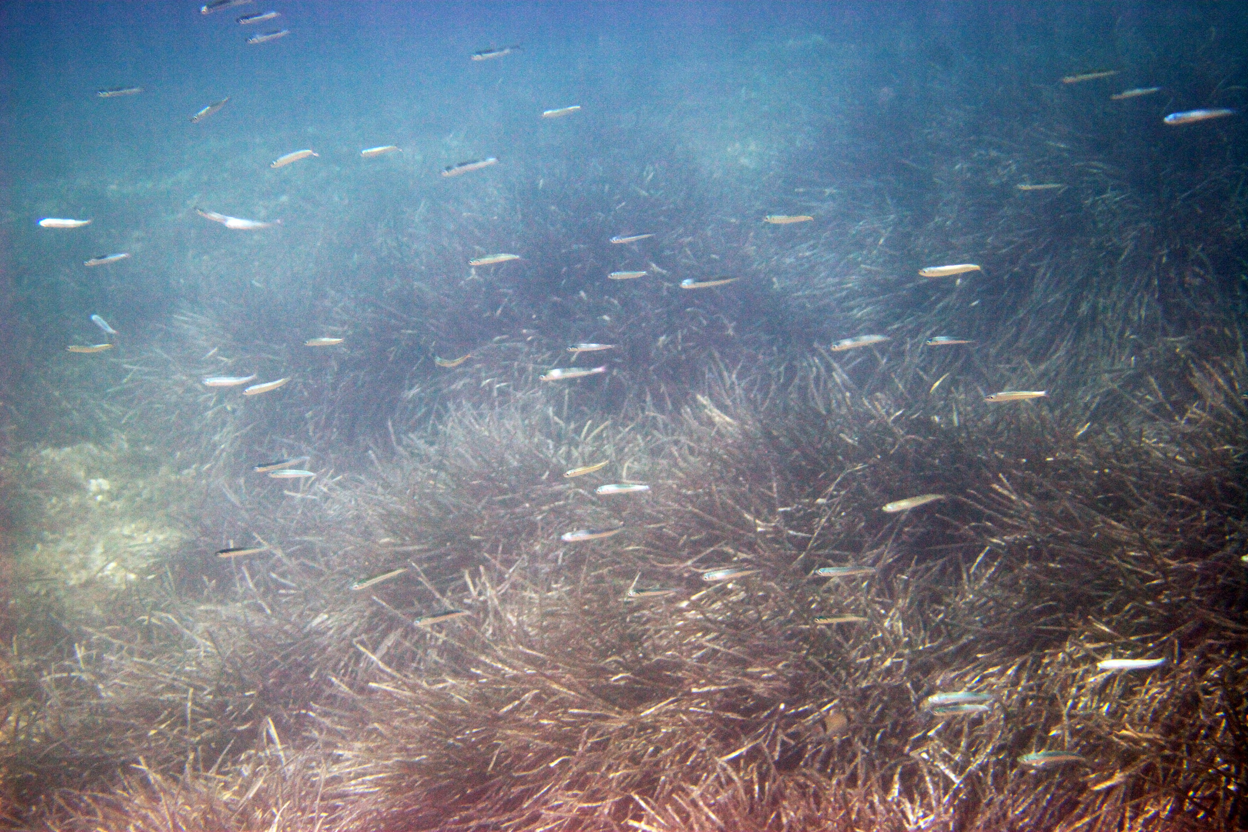 Под водой. Миша Печёнкин | фотография