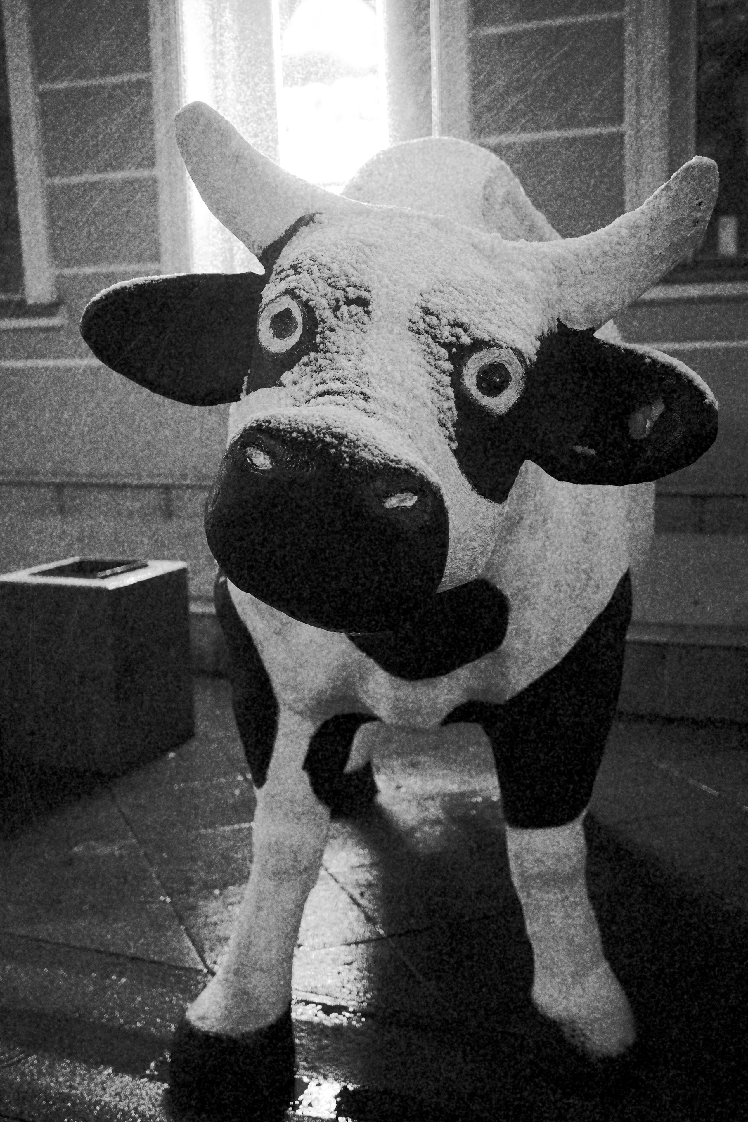 Черно-белое. Миша Печёнкин | фотография